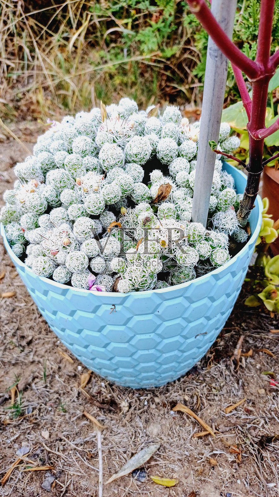 美丽的达克西球花照片摄影图片