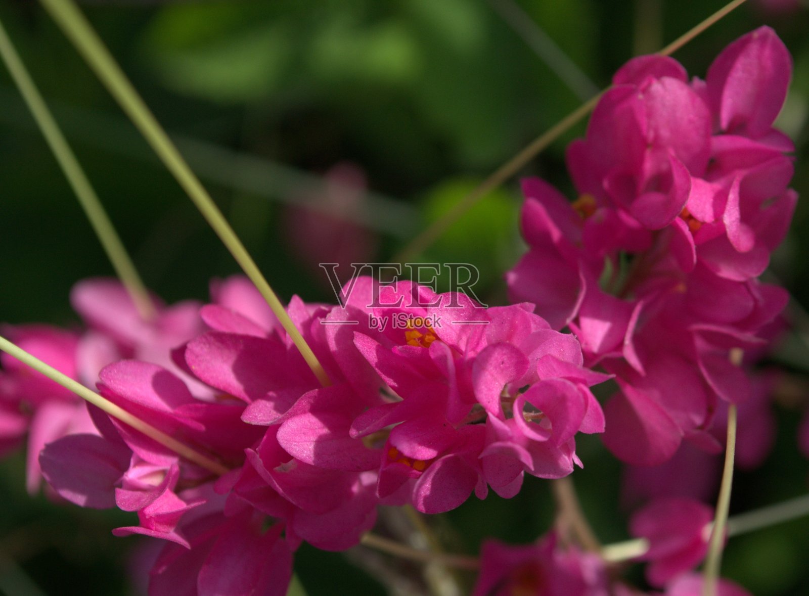 米兰达州的花卉。照片摄影图片