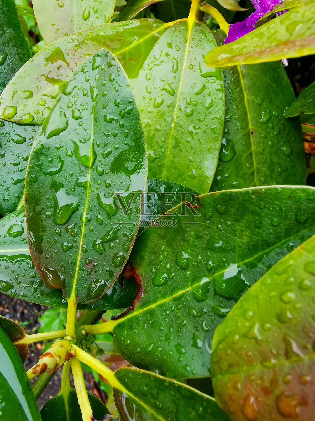 雨后新鲜绿叶上的水滴特写照片摄影图片