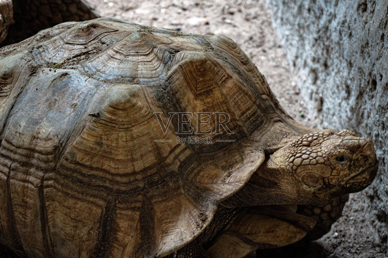 A close-up of a light brown tortoise resting against a rough stone wall, shell pattern visible.照片摄影图片