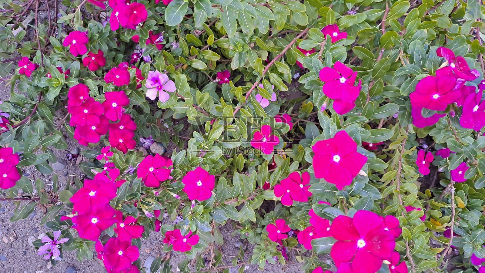 美丽的红色铁筷子花与绿色叶子和树枝照片摄影图片