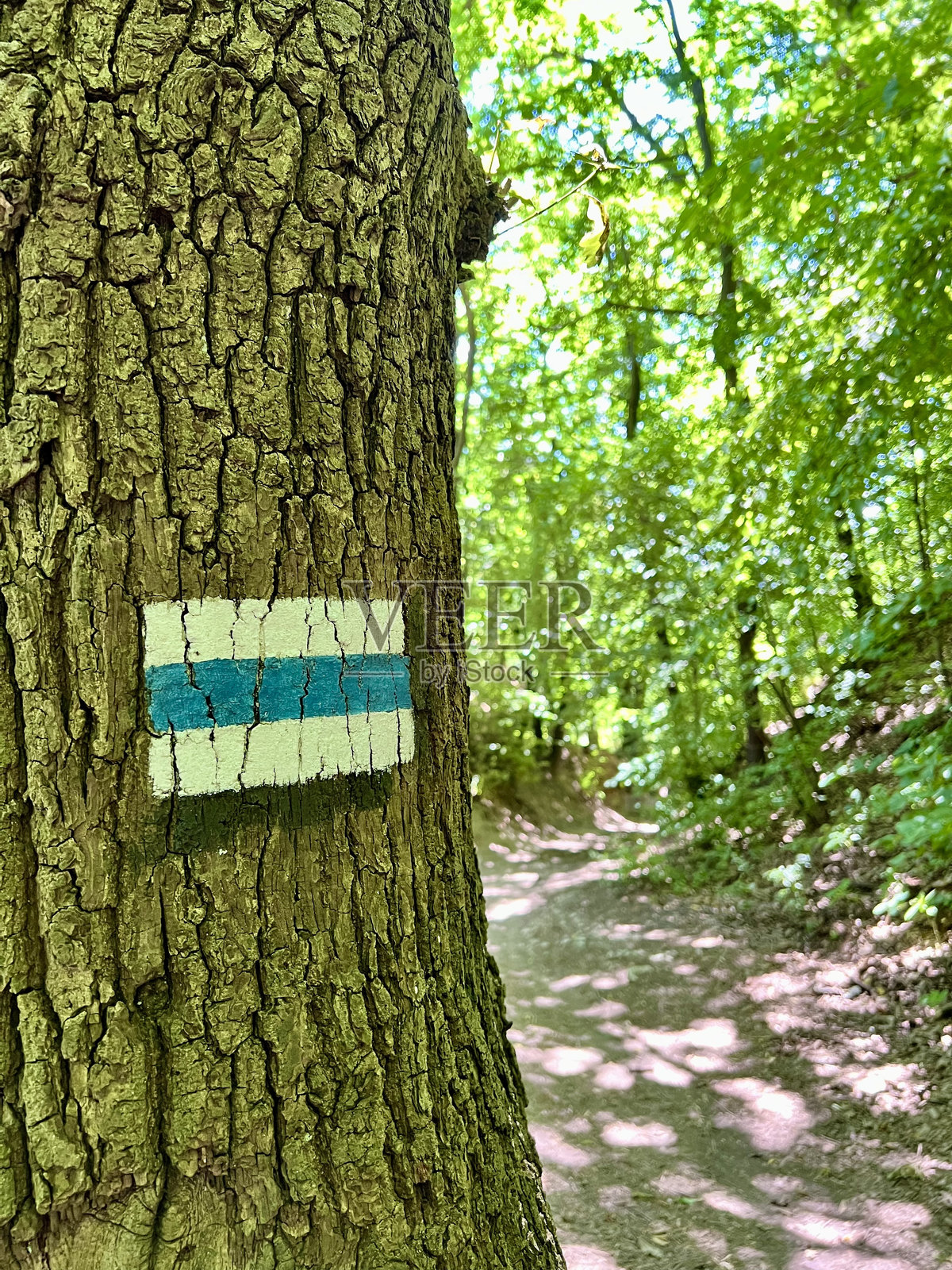 比拉尼-廷耶茨景观公园树干上的蓝色徒步路线标记的竖直照片照片摄影图片