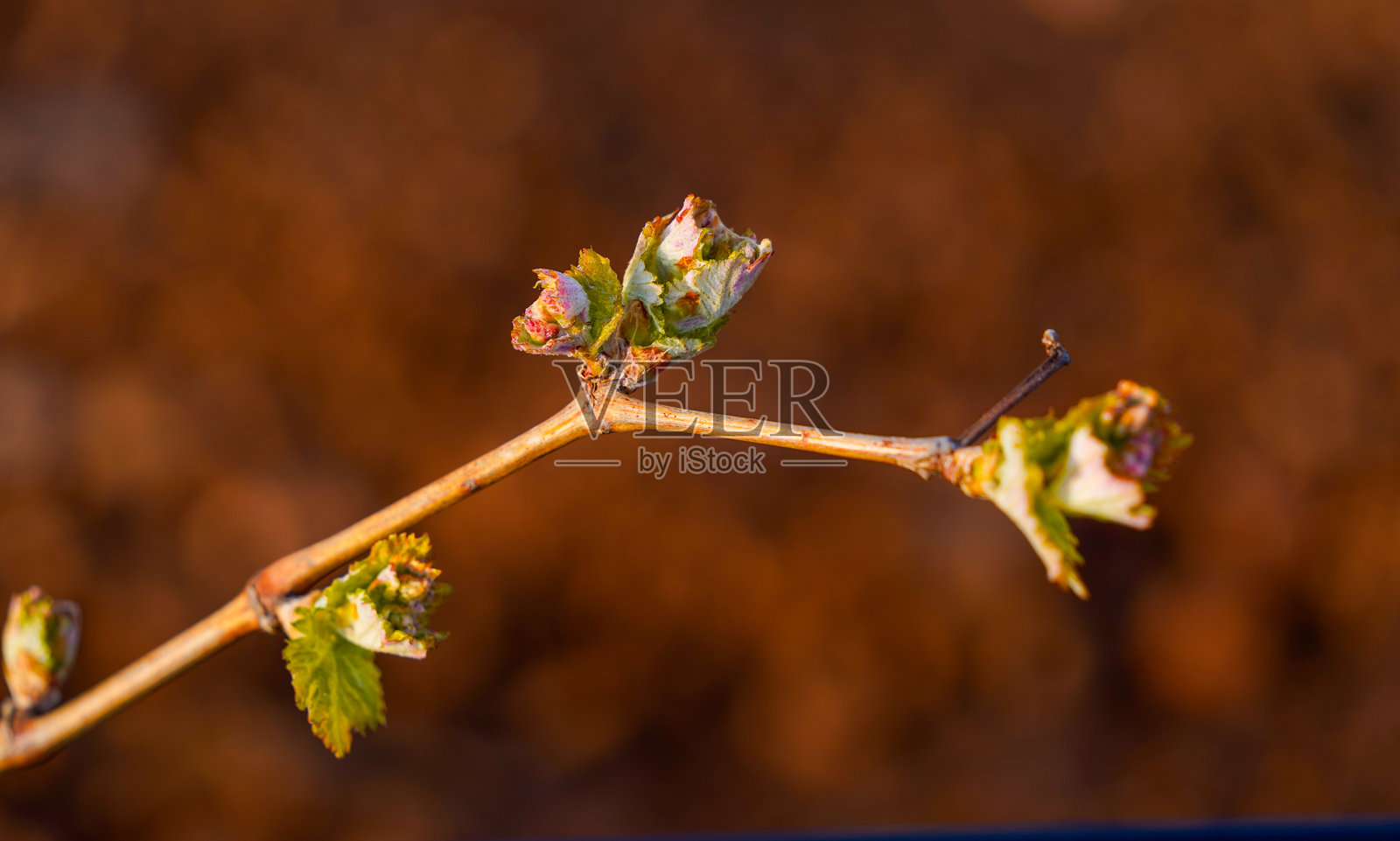 西班牙拉里奥哈的葡萄园首次拍摄照片摄影图片