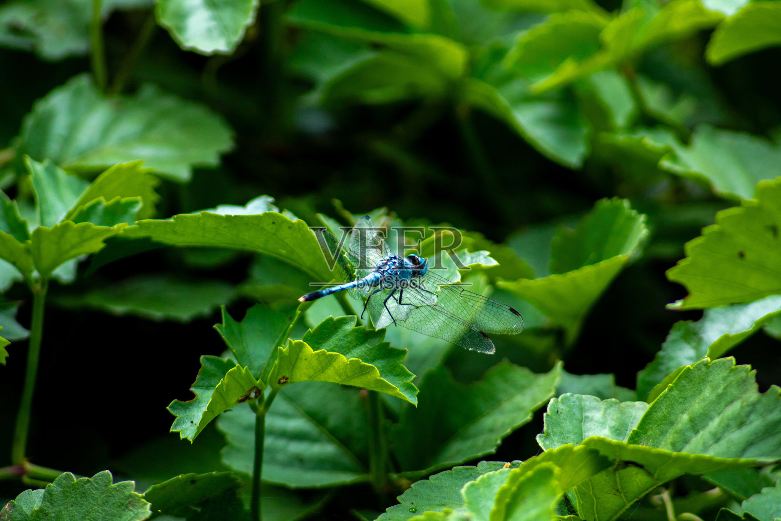 自然与野生动物照片摄影图片