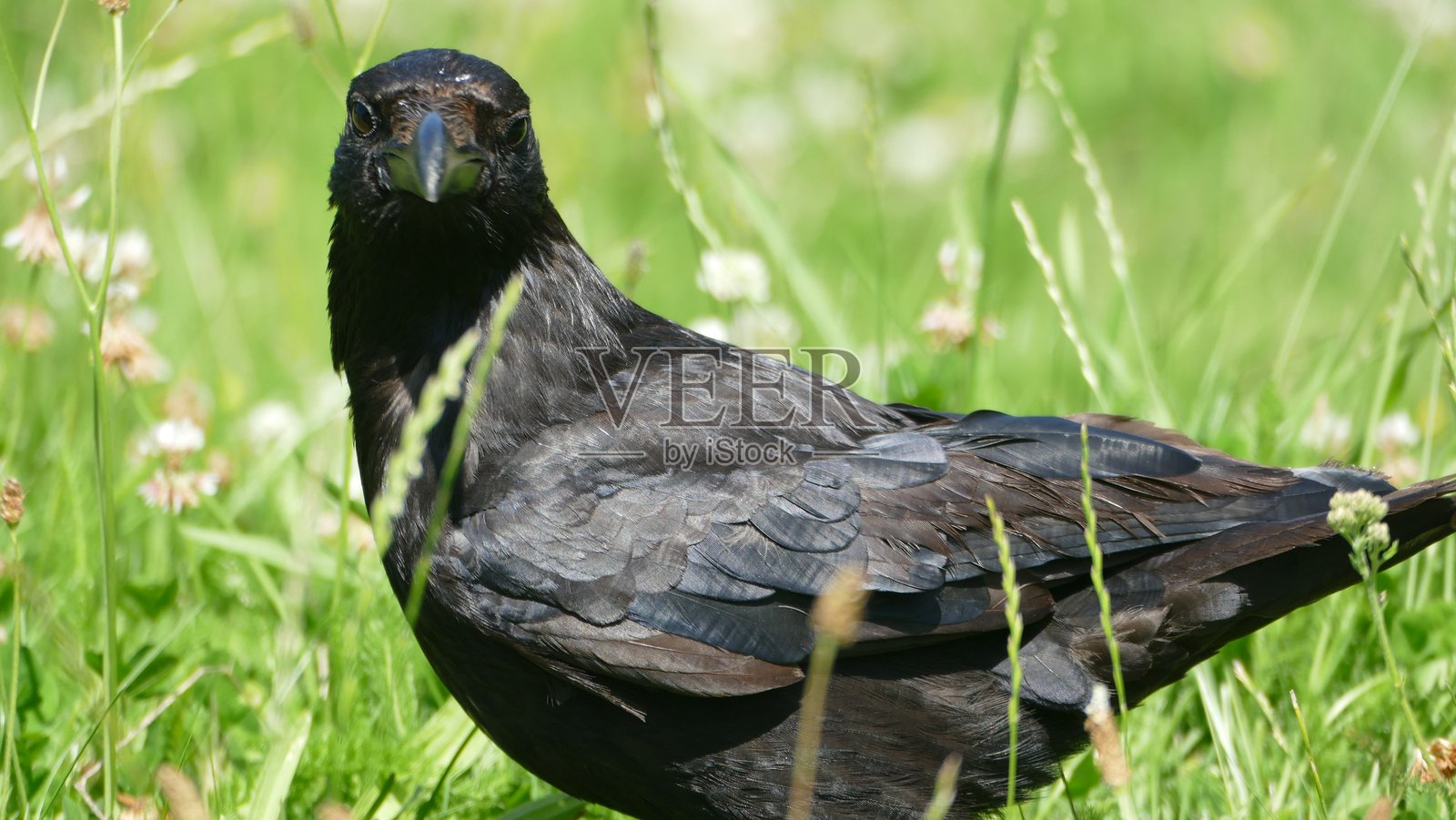 乌鸦照片摄影图片