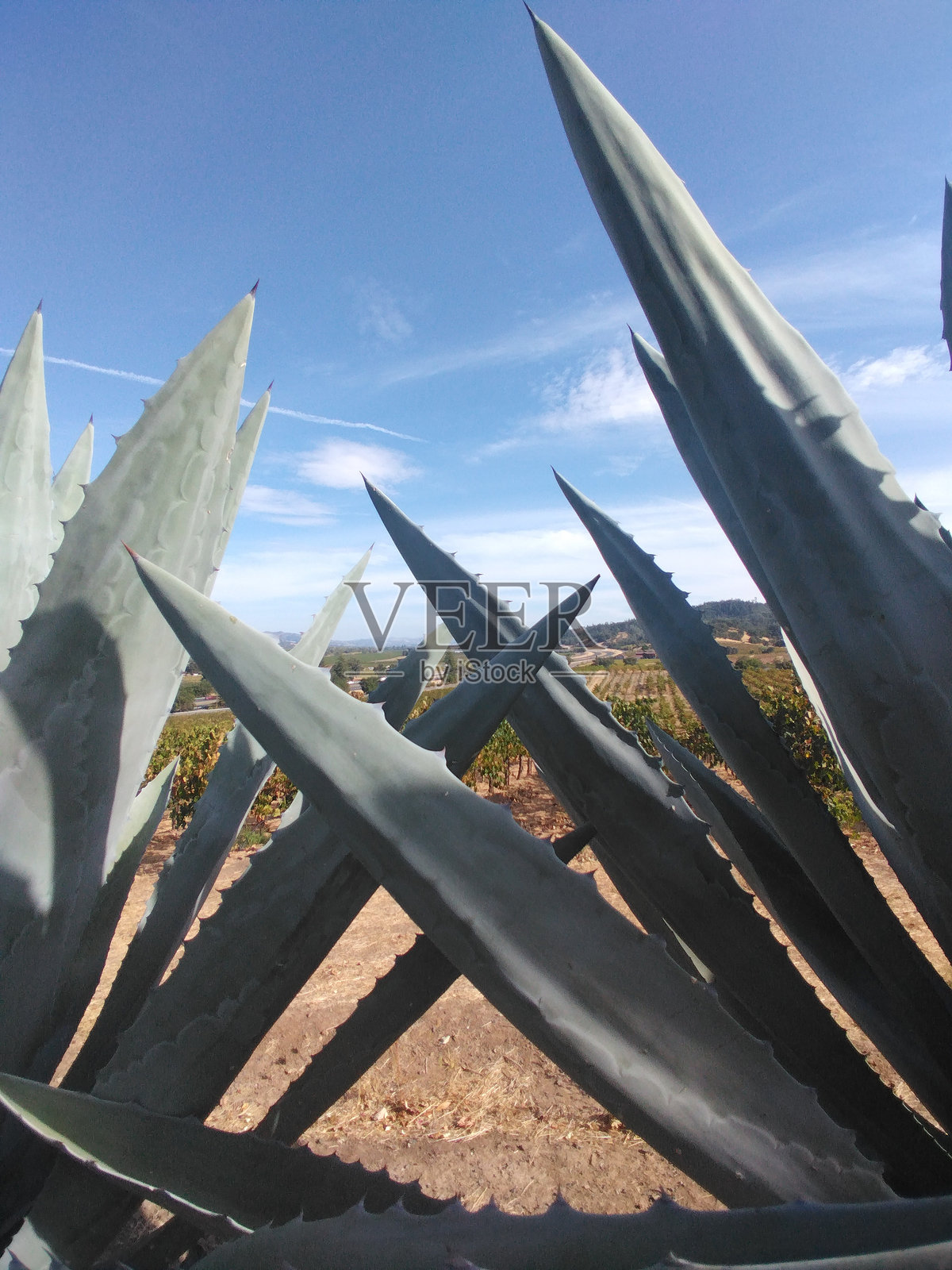 龙舌兰照片摄影图片