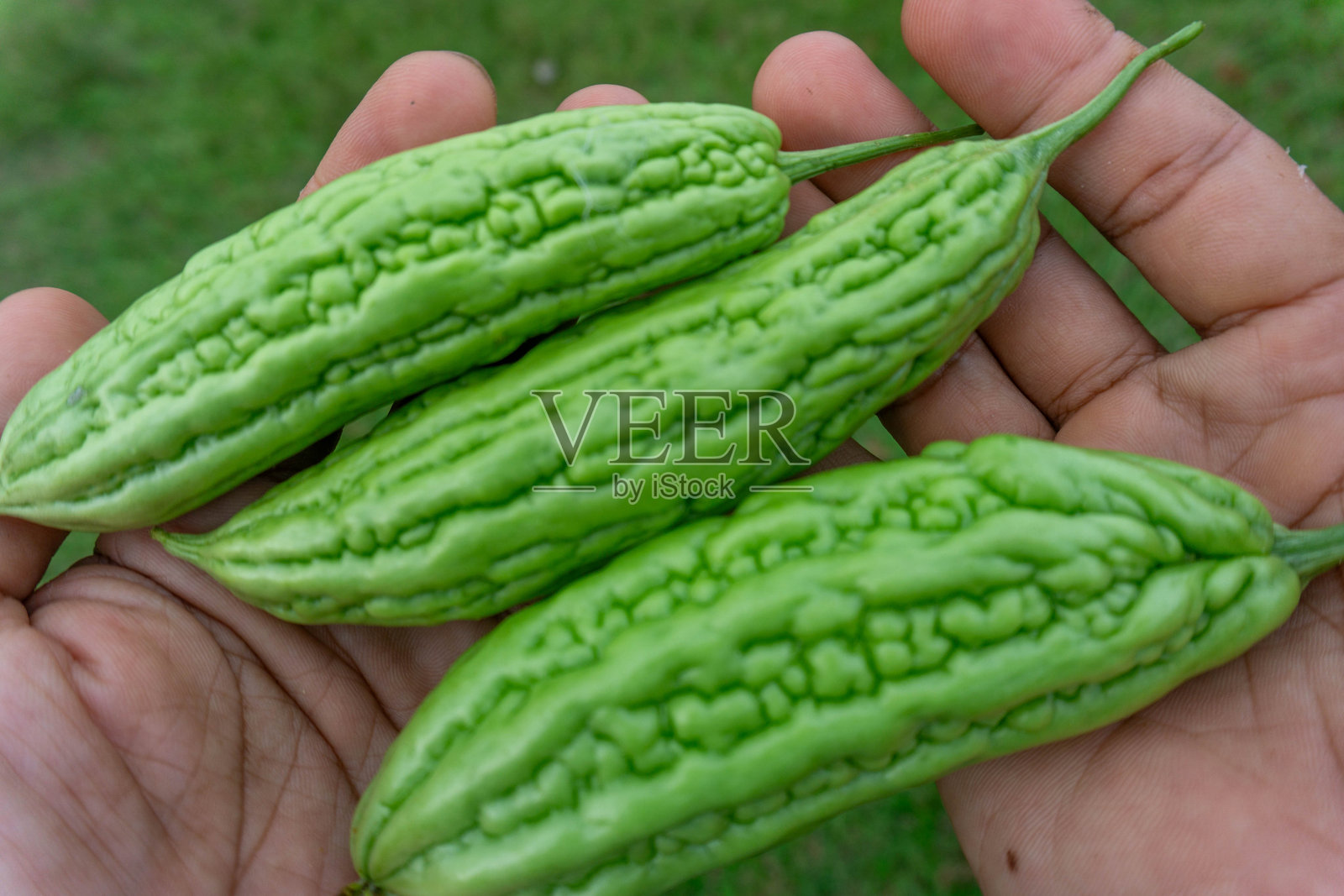 农民手中拿着新鲜的绿色苦瓜照片摄影图片