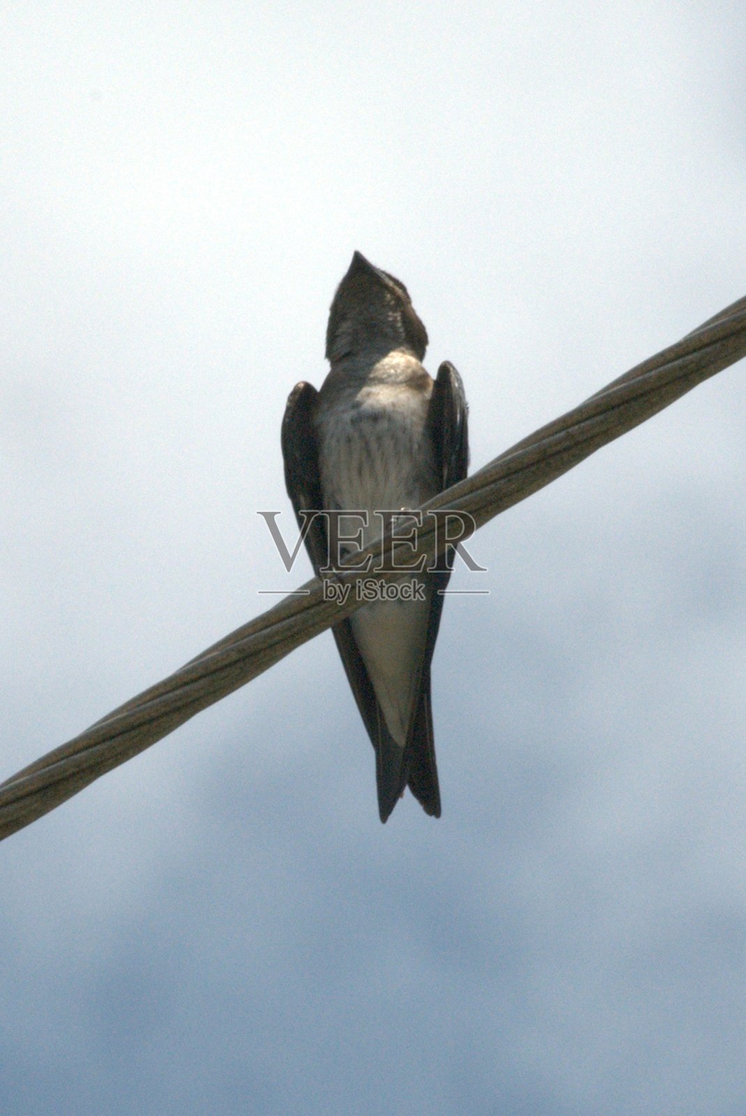 米兰达州的放养动物。照片摄影图片