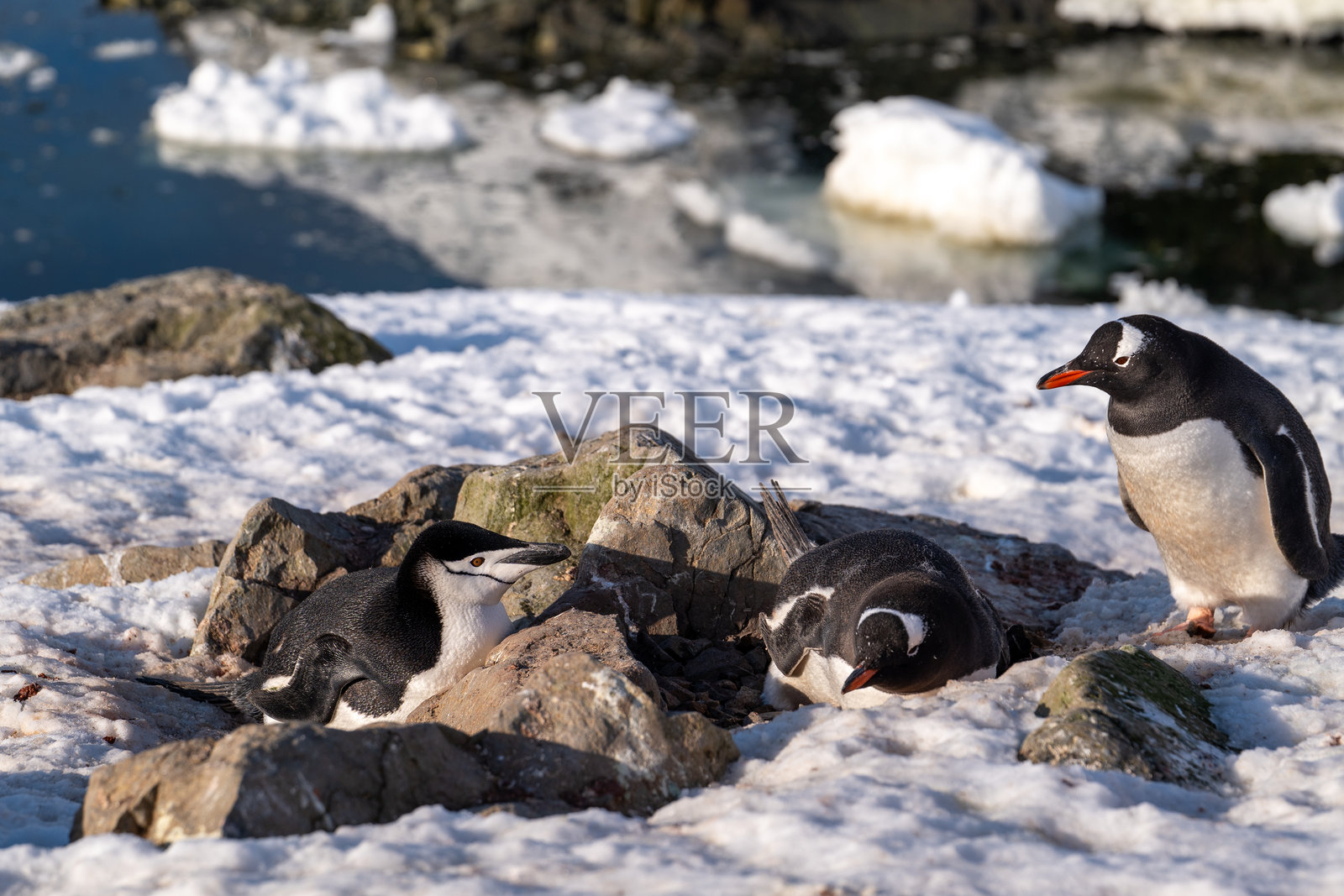 戴帽企鹅正在从绒毛企鹅的巢中偷石头。戴帽企鹅在打斗。照片摄影图片