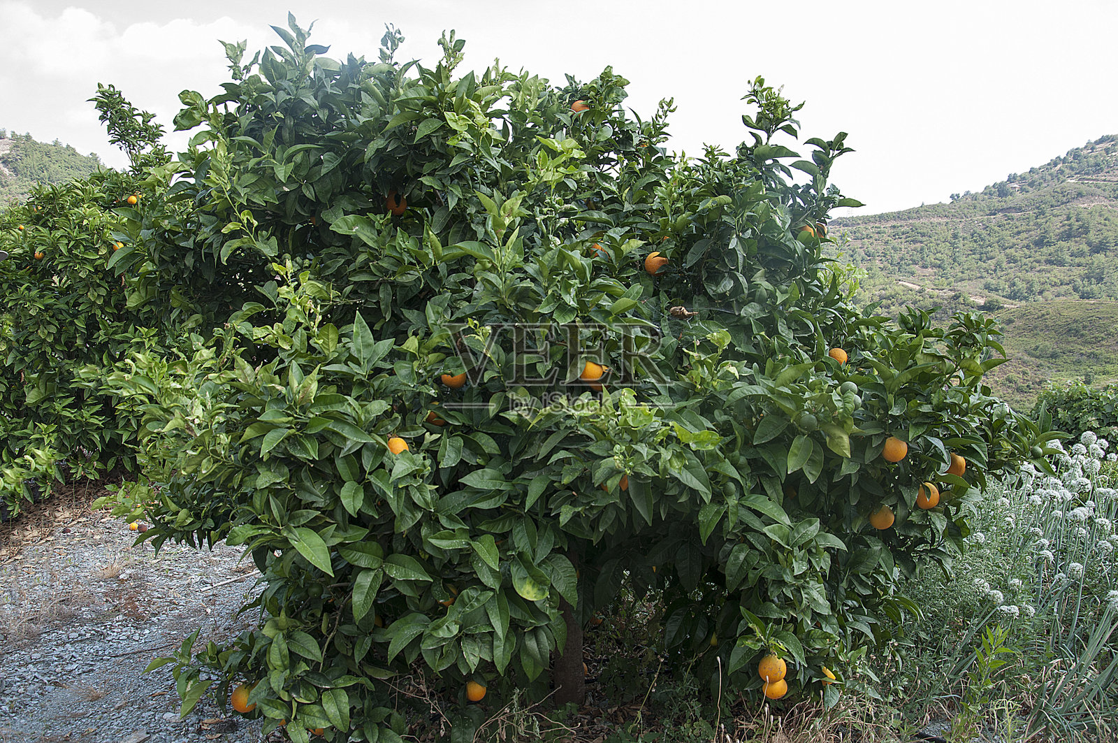 阿拉尼亚周边地区的自然风光。照片摄影图片