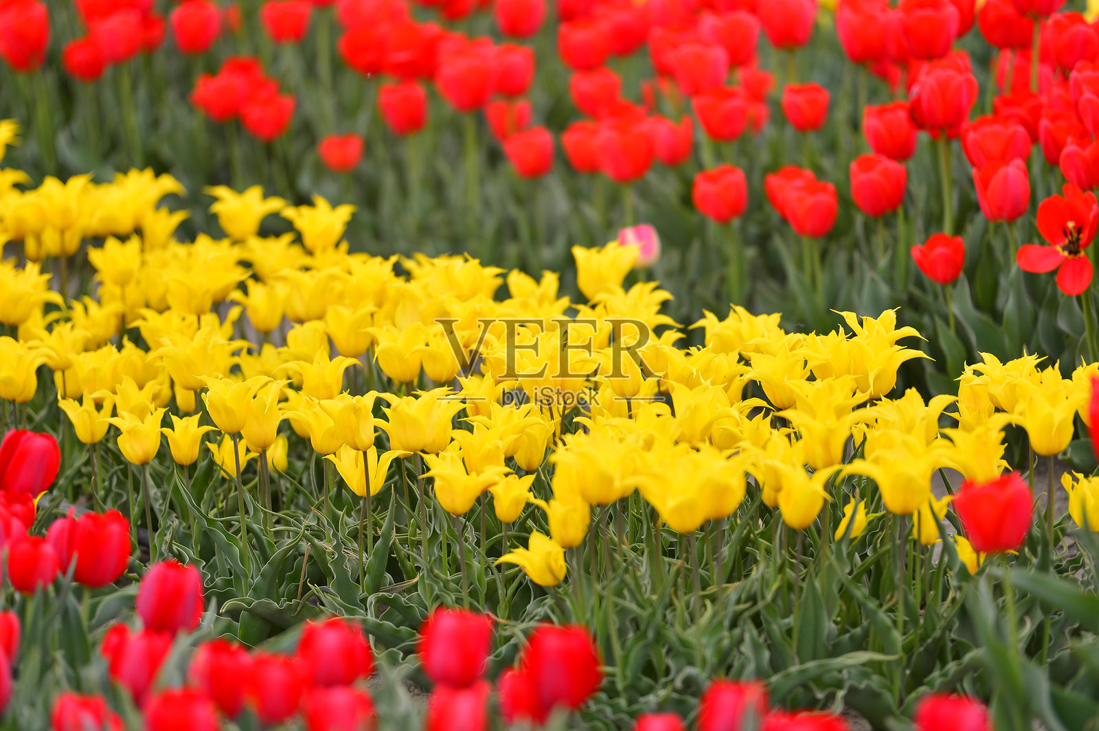 春天盛开的郁金香花田。郁金香花，春季花卉背景。照片摄影图片