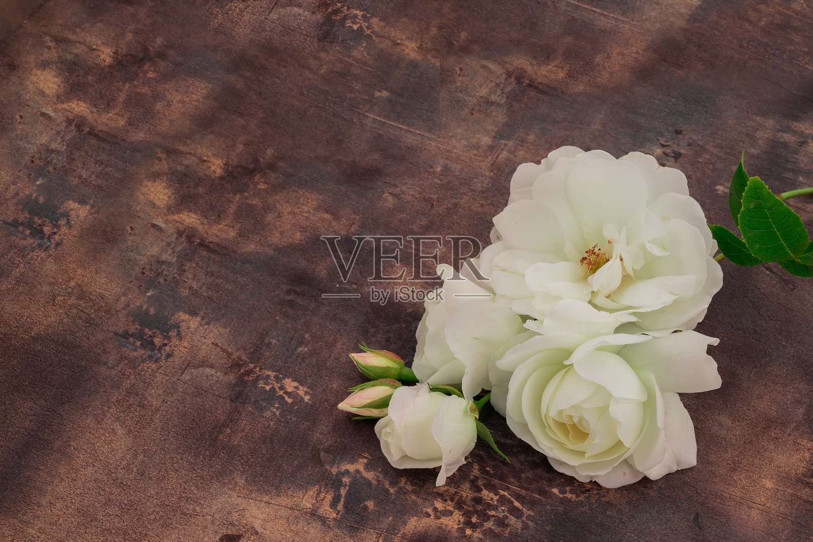 花园中盛开的花朵照片照片摄影图片