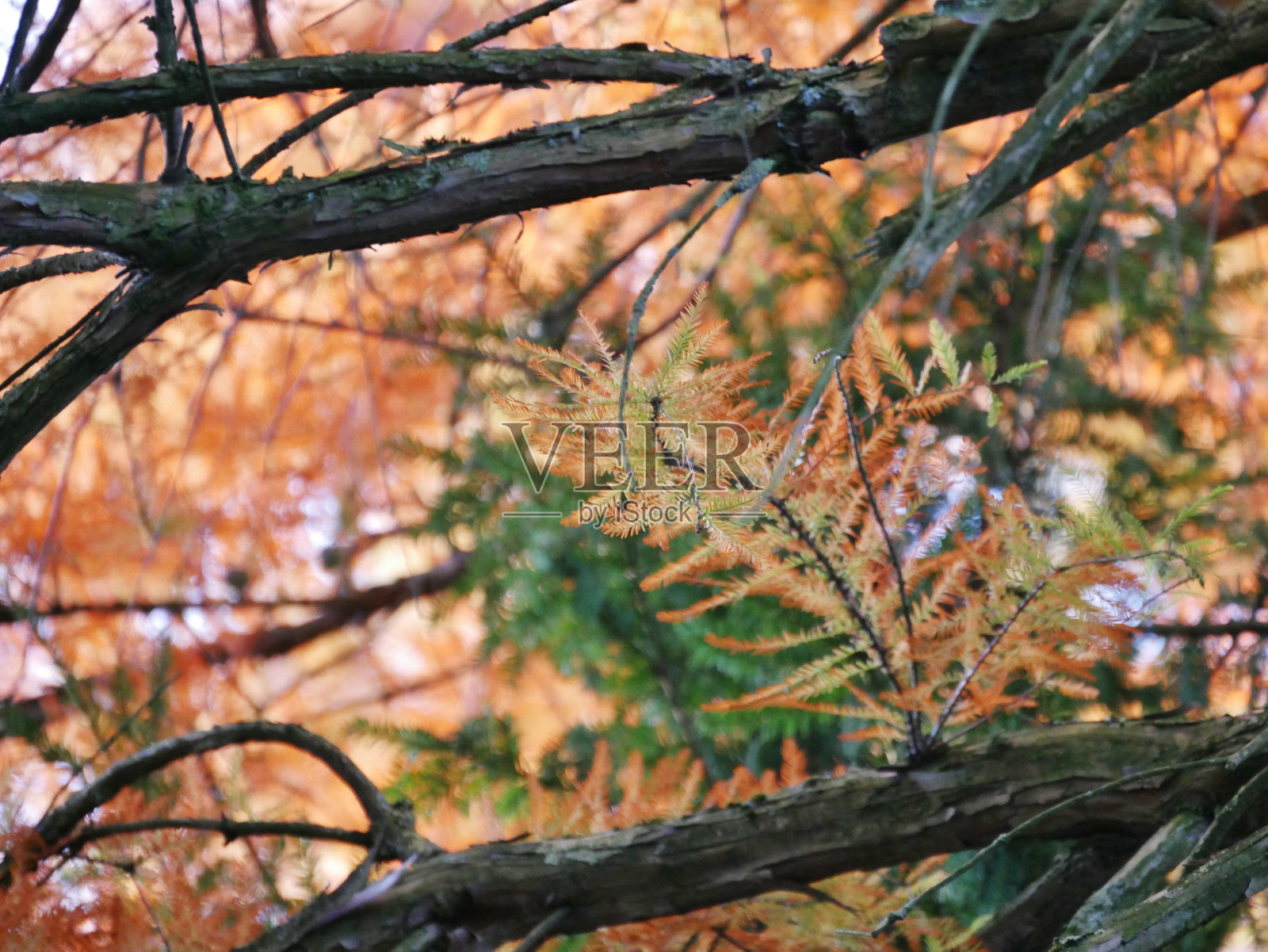 秋天的树木照片摄影图片
