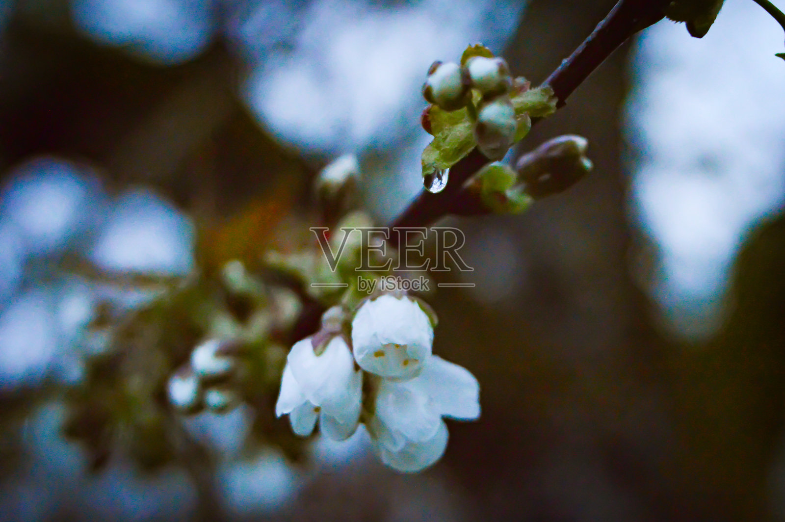 樱桃树枝上盛开着几朵樱花，在春天的雨天中，背景模糊（散景）。照片摄影图片