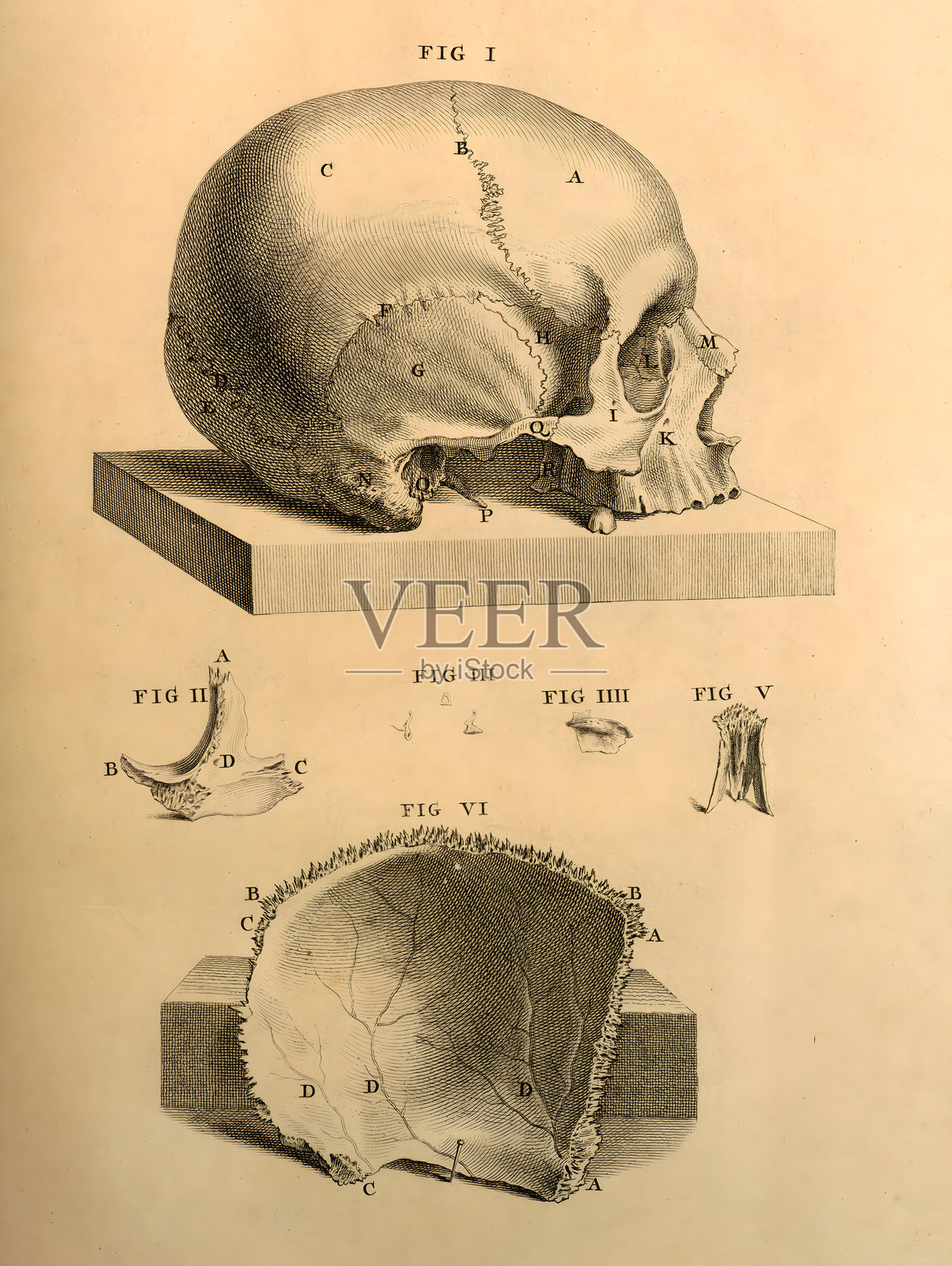 18世纪的人类头骨素描插画图片素材