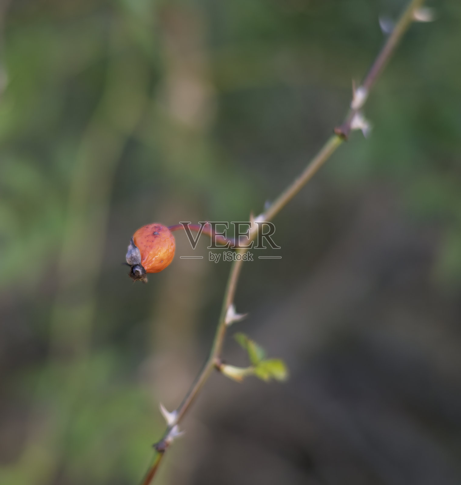 红色玫瑰果在树枝上。浪漫的秋季静物，带有玫瑰果。晚秋时节，灌木上的皱缩玫瑰果。山楂果是生长在树木和灌木上的小果实。照片摄影图片