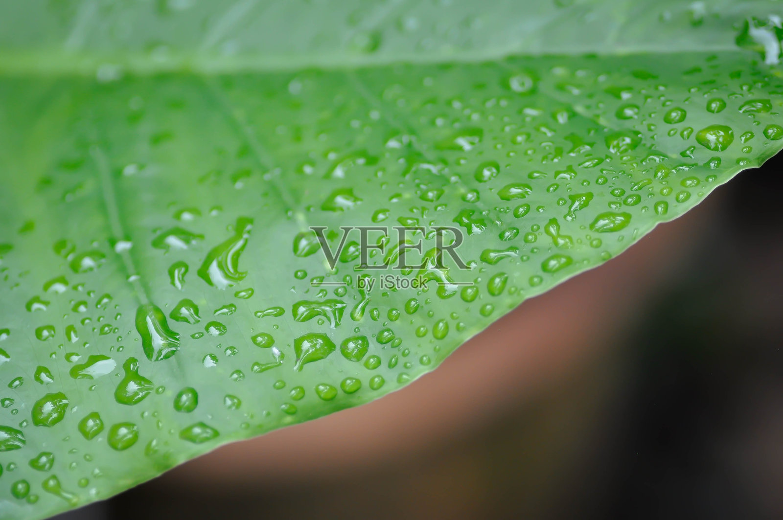 大象耳、巨型芋头或露珠植物照片摄影图片