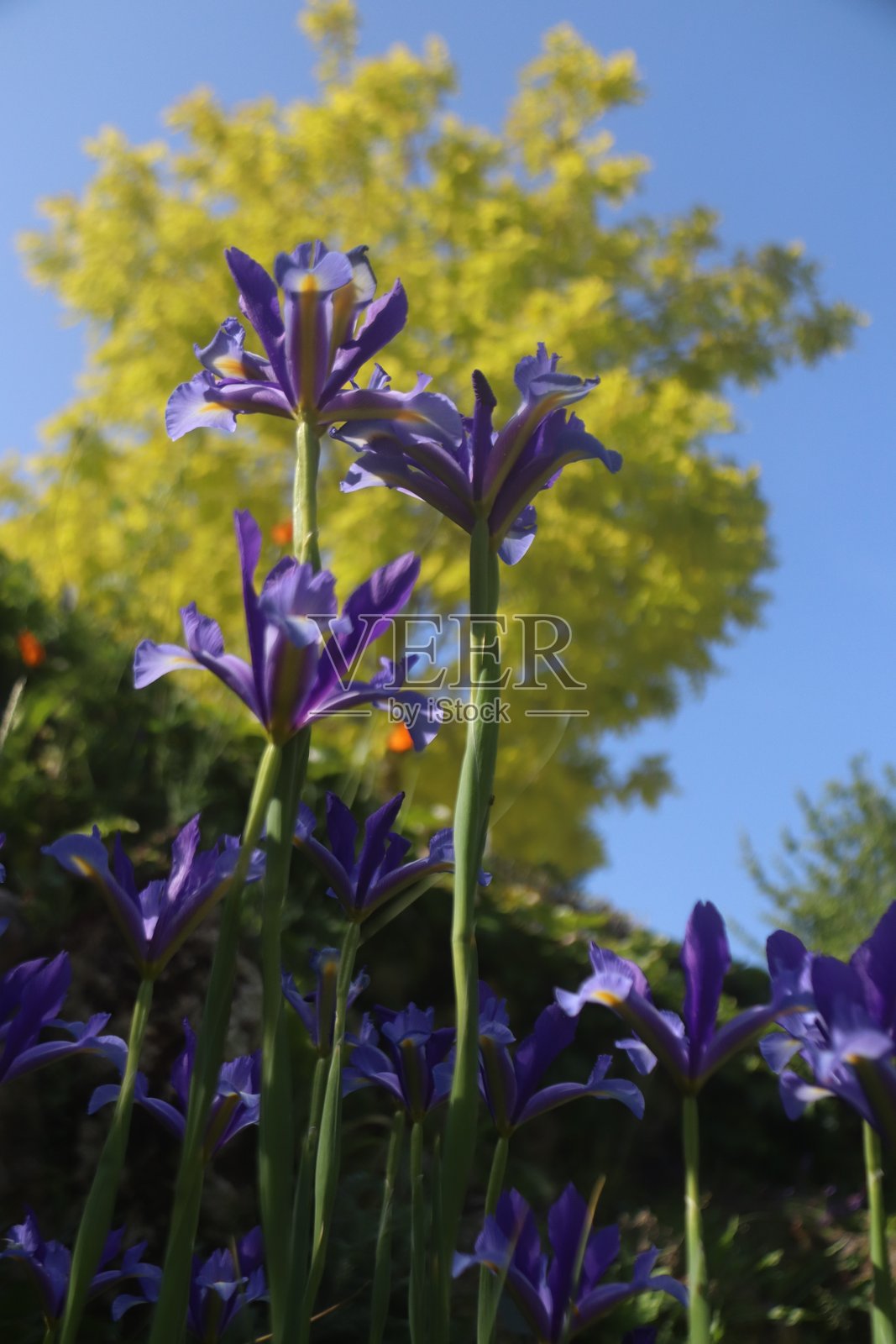 阳光下的黄色蝗虫和阴影中的蓝色鸢尾花 巴黎照片摄影图片