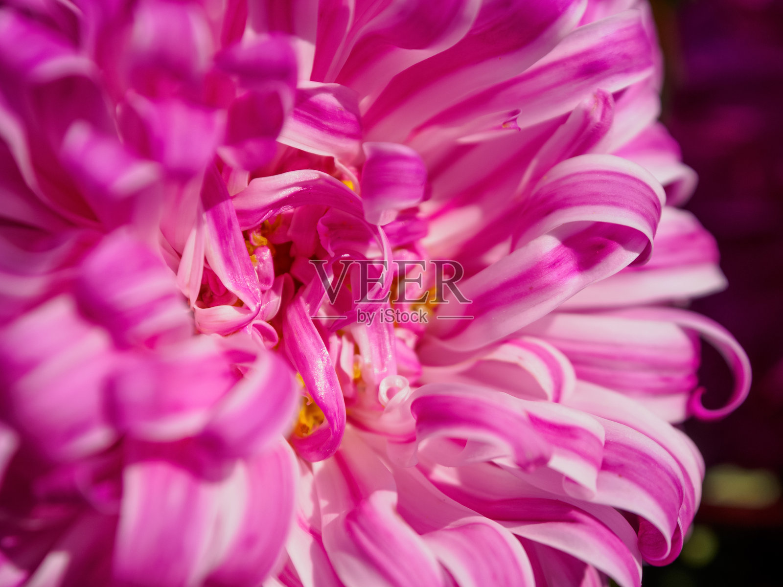 宏观摄影展示了明亮的色彩，丰富的色调突显了花瓣的美丽和独特质感。照片摄影图片