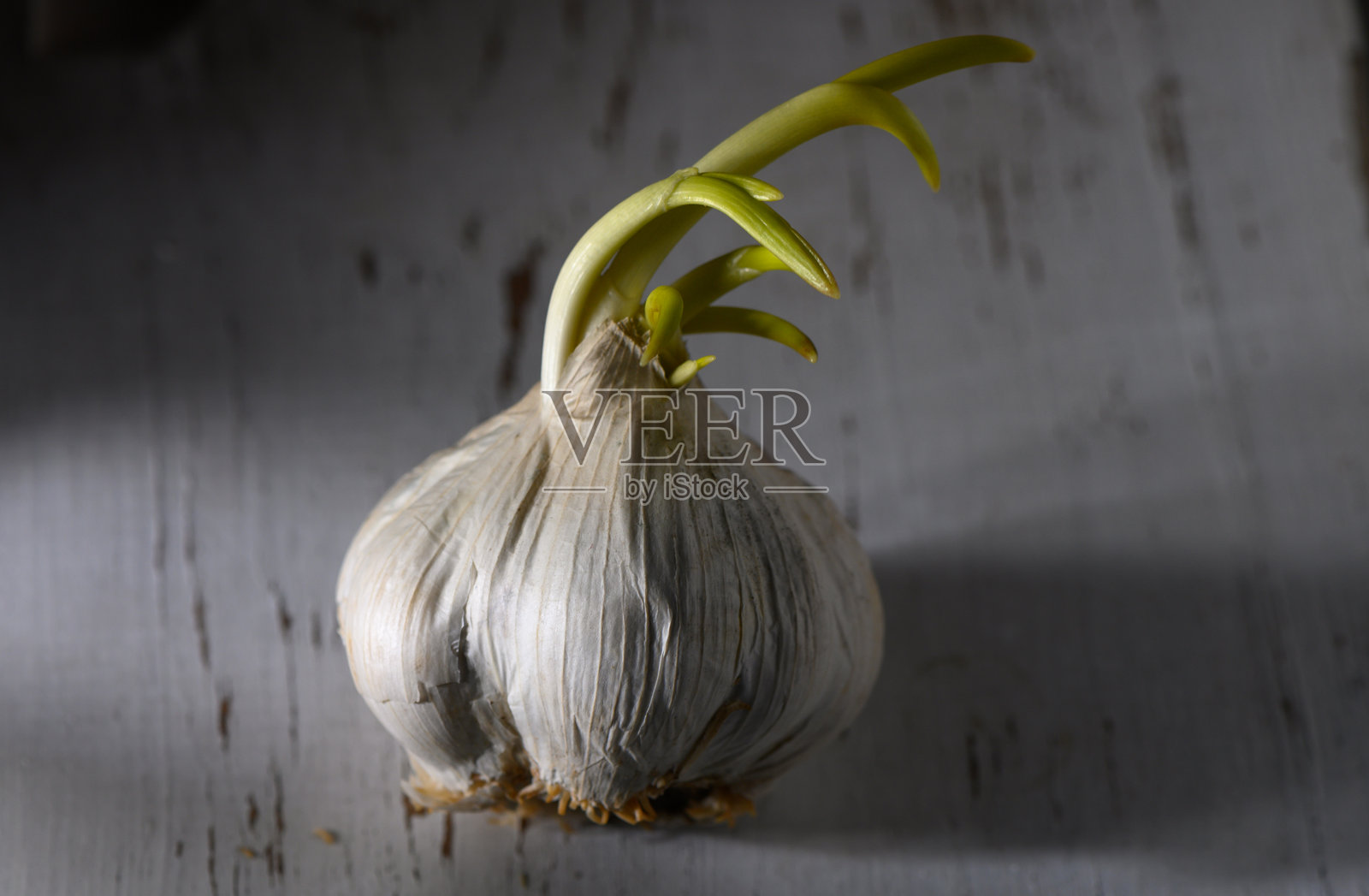 在粗糙的木质表面上发芽的大蒜为厨房草药带来了生机照片摄影图片