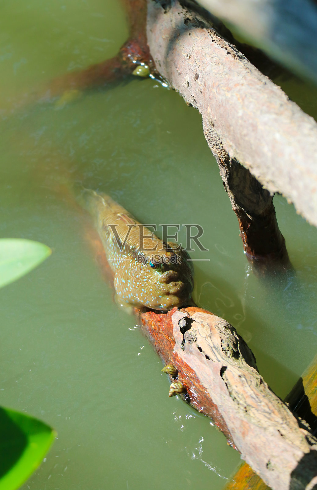 泥鳅在泰国湾沿岸的红树林根部攀爬照片摄影图片