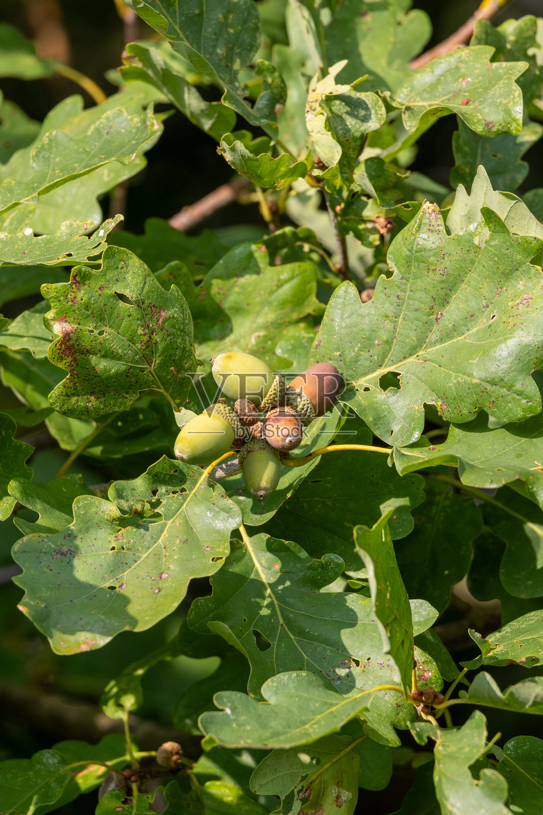 橡树叶，橡果，背景是橡树。照片摄影图片