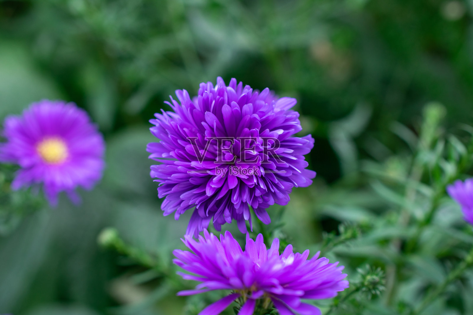 中国菊 | 万寿菊照片摄影图片