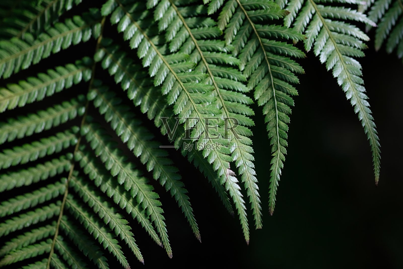 深绿色蕨类植物叶子的特写照片照片摄影图片