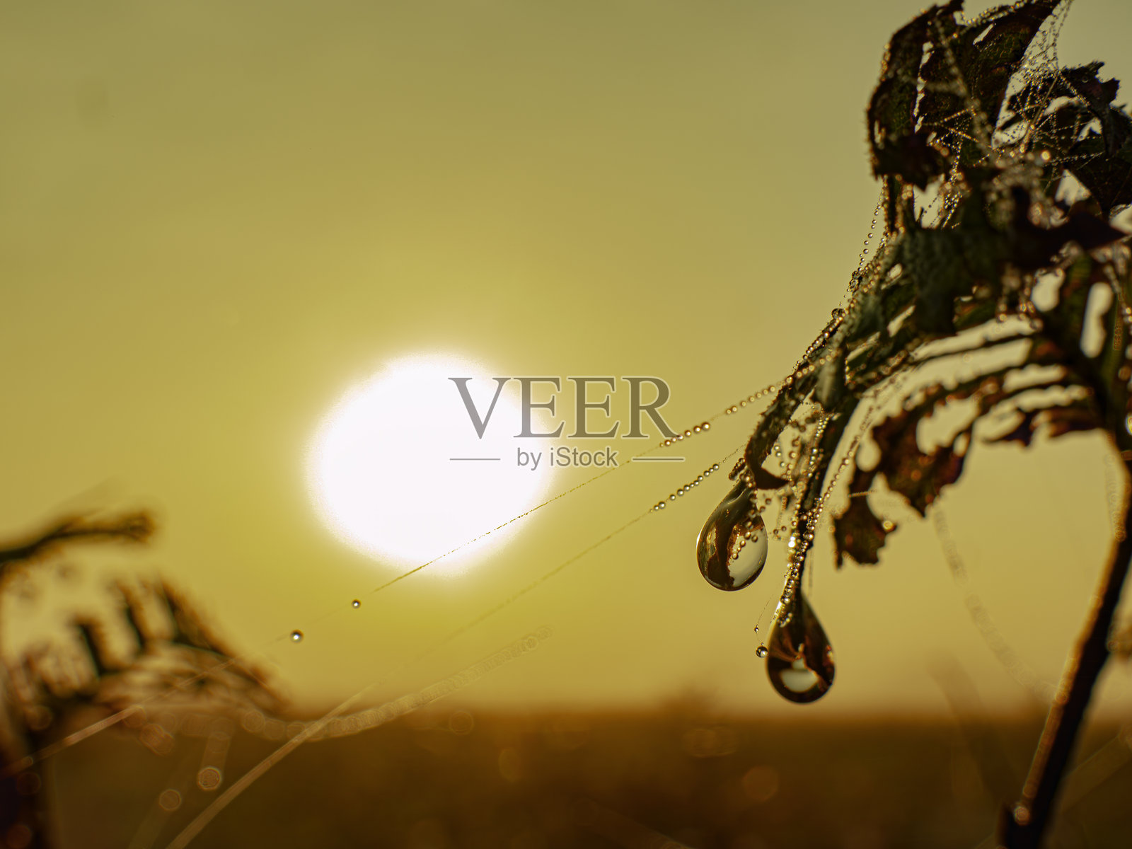 清晨露珠滴落在枯萎的叶子上照片摄影图片