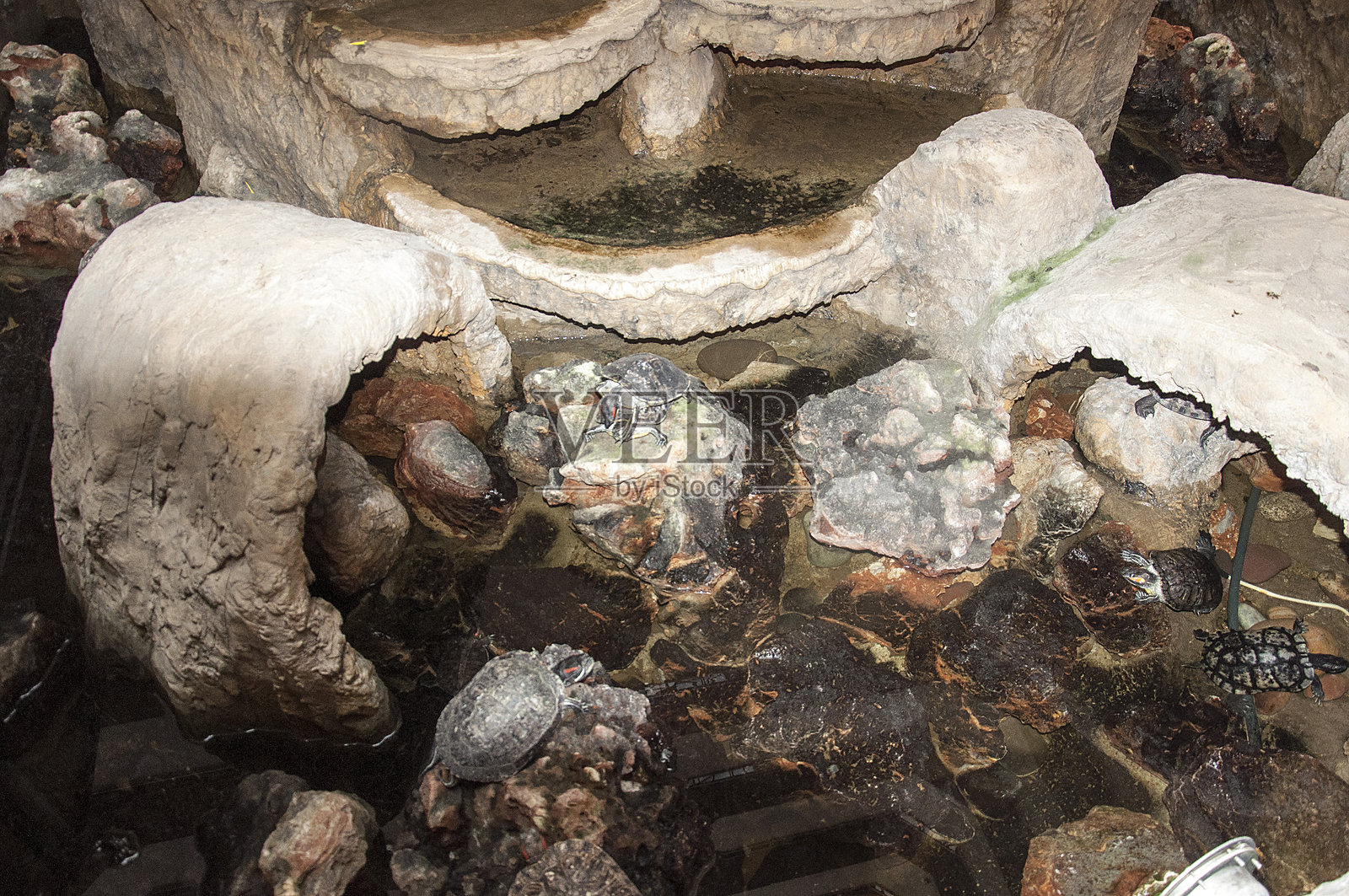 海龟。照片摄影图片