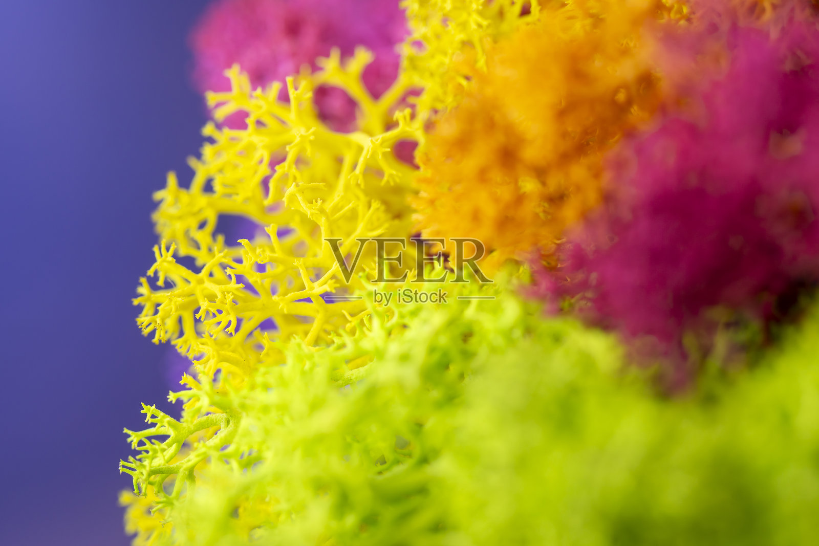 色彩斑斓的斯堪的纳维亚苔藓特写宏观视图。照片摄影图片