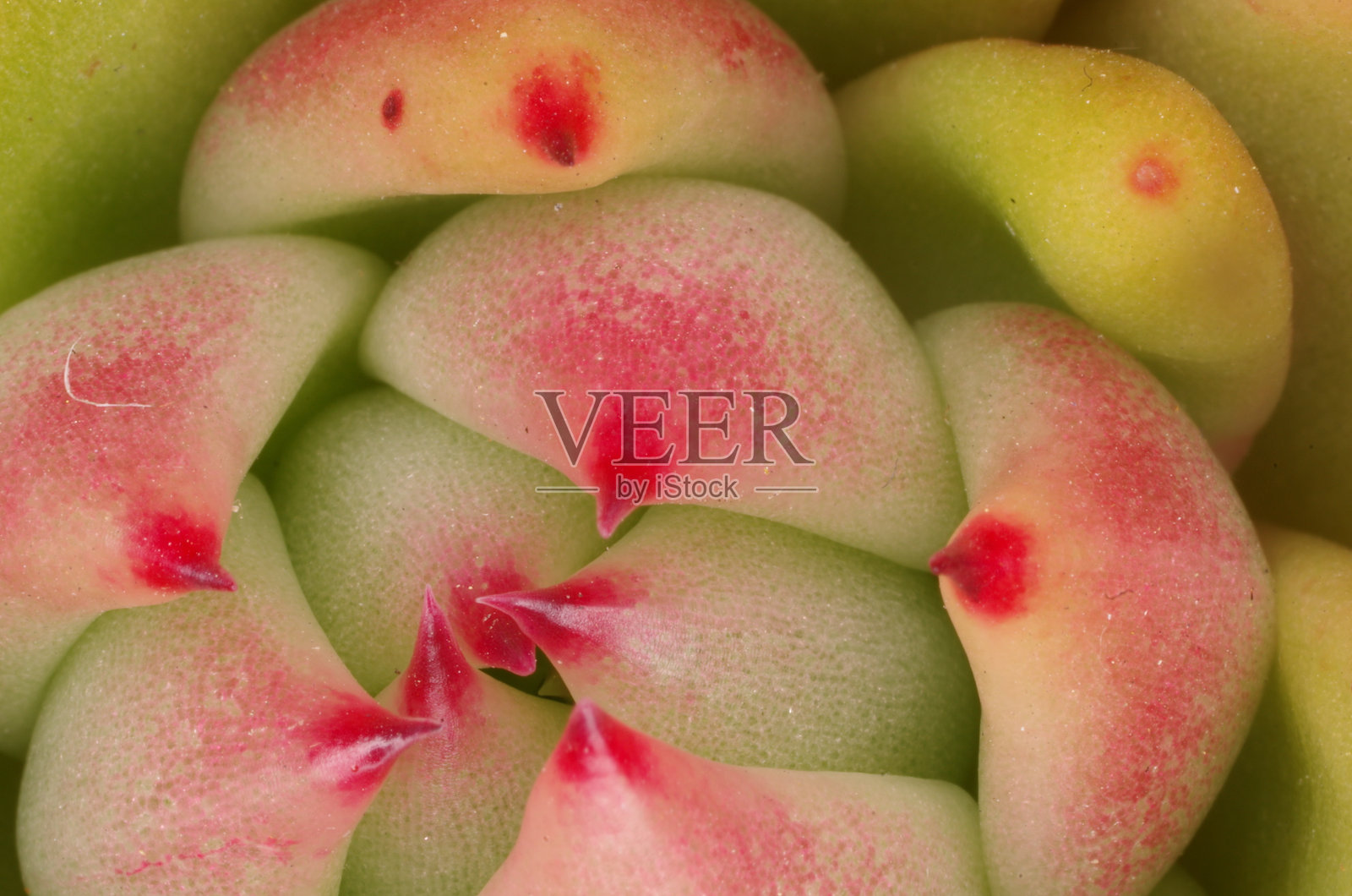 多肉植物照片摄影图片