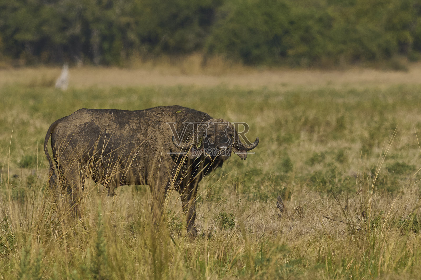 雄性非洲水牛照片摄影图片