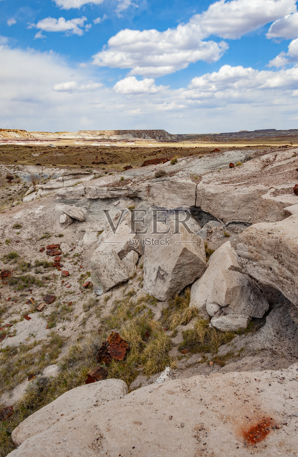 化石森林国家公园照片摄影图片