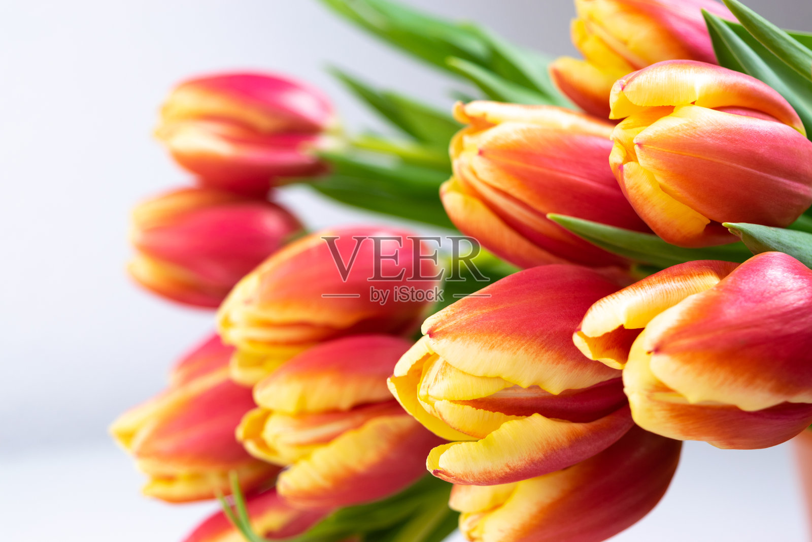 新鲜自然的红黄郁金香花束特写。贺卡。照片摄影图片