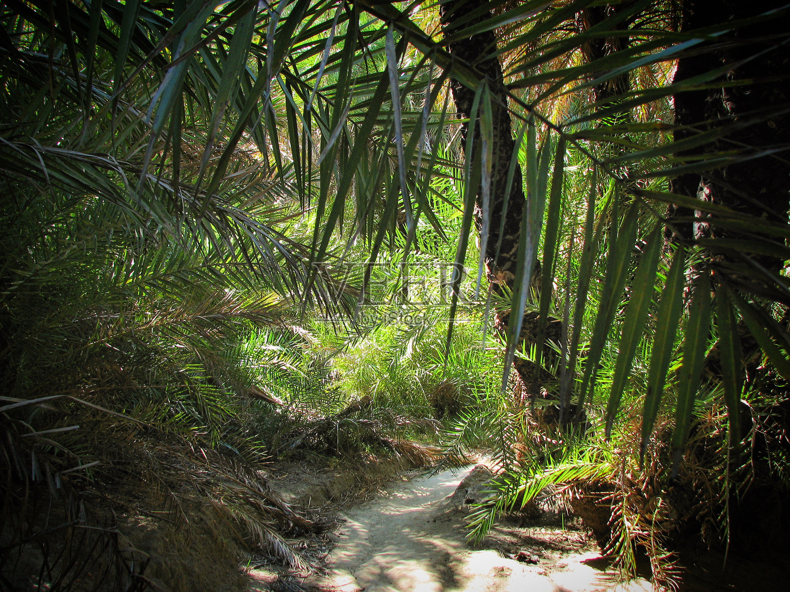 克里特岛普雷维利附近热带森林中的小径，2008年5月照片摄影图片