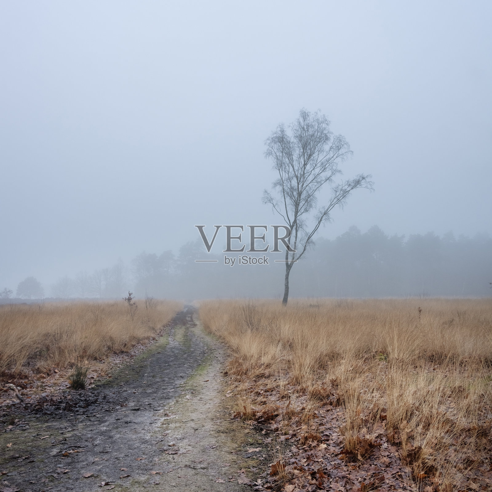 荷兰阿默斯福特附近的丹特雷克自然公园的雾景风光照片摄影图片