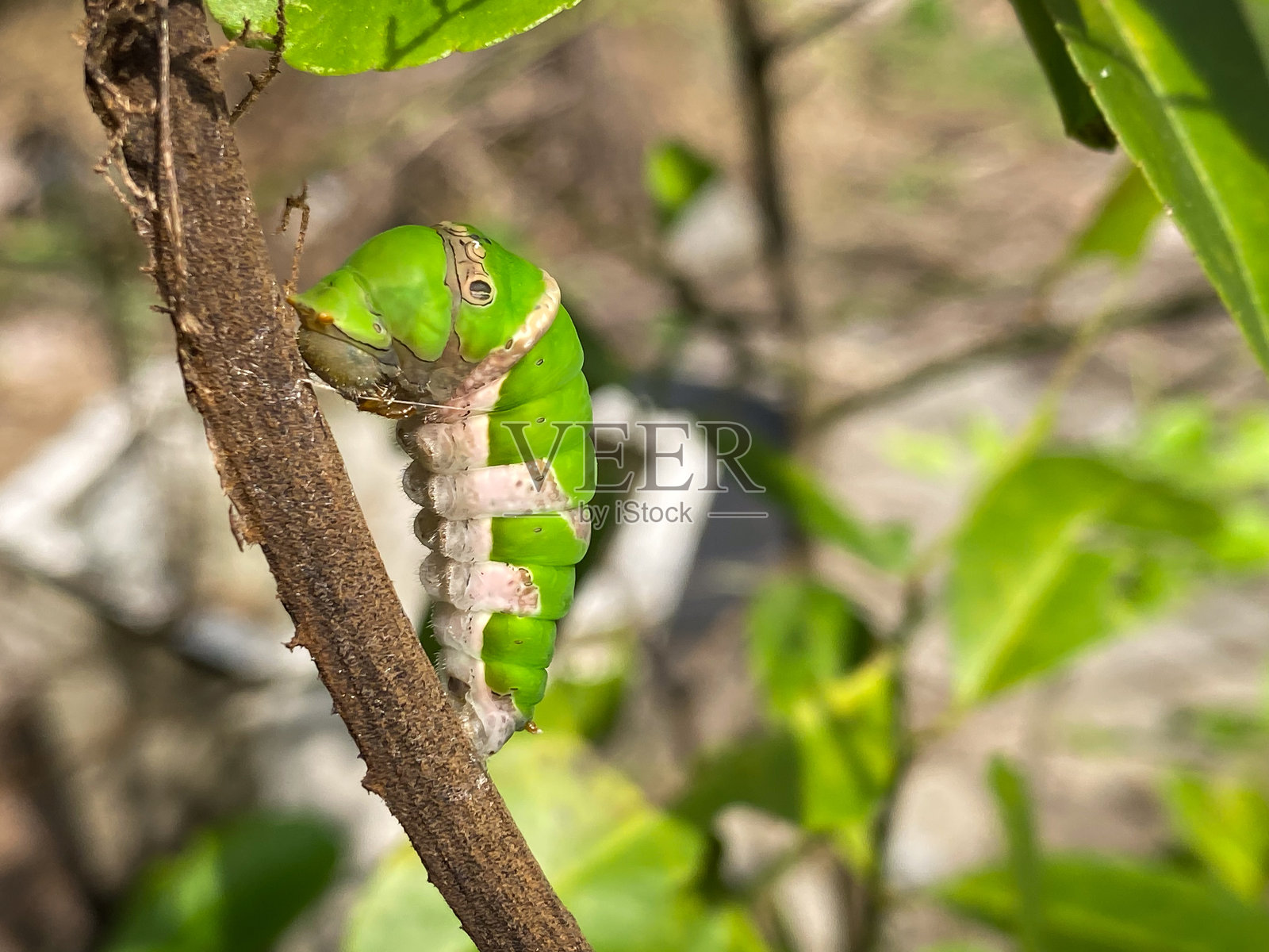 青柠蝶幼虫（Papilio demoleus）变成蛹或蛹，粘附在树干或灌木上。昆虫生命的初始阶段是以蝴蝶或蛾的幼虫形式存在。照片摄影图片