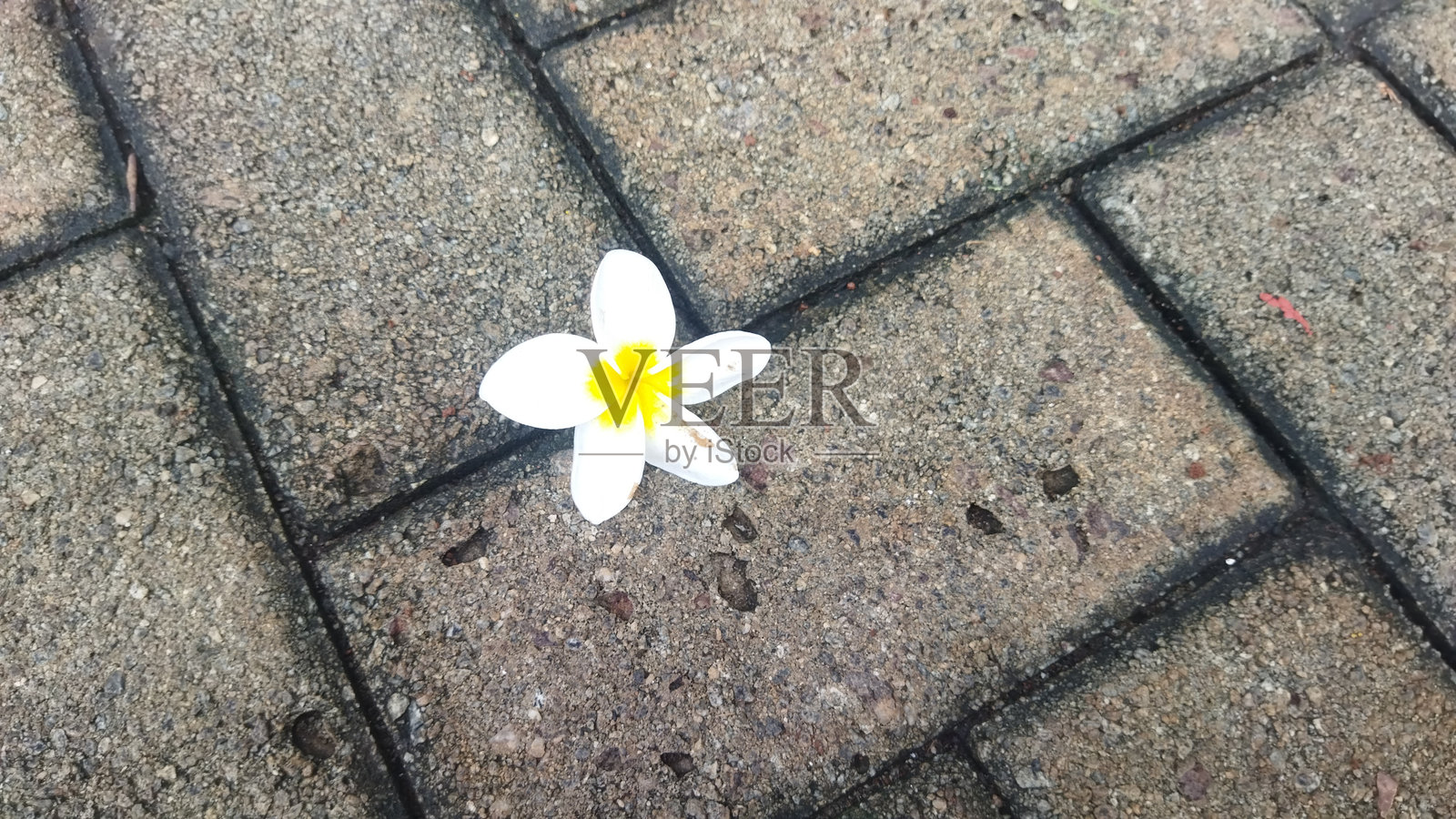 白色的鸡蛋花花瓣落在铺砌的地面上照片摄影图片