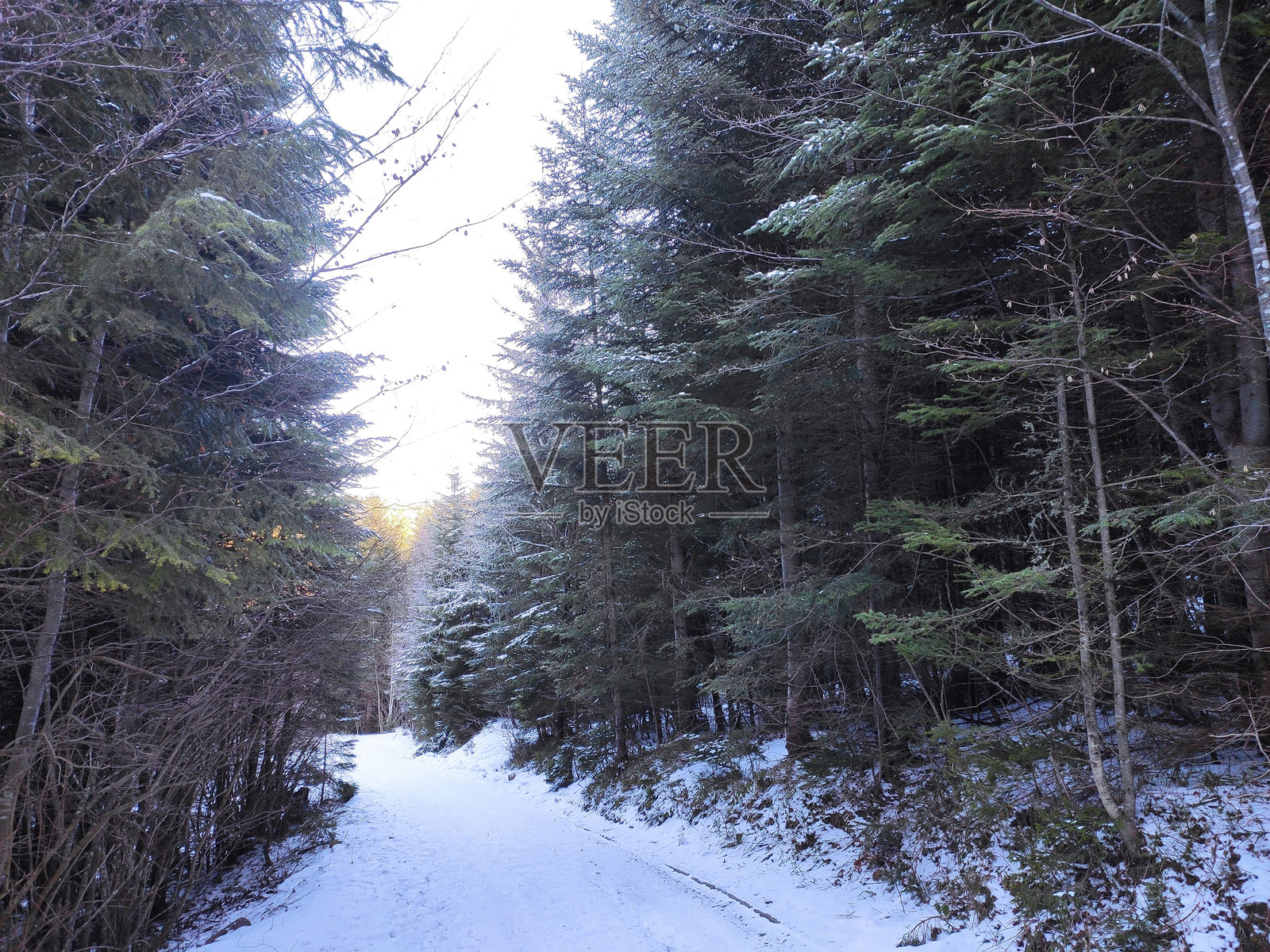 冬天的美丽色彩照片摄影图片