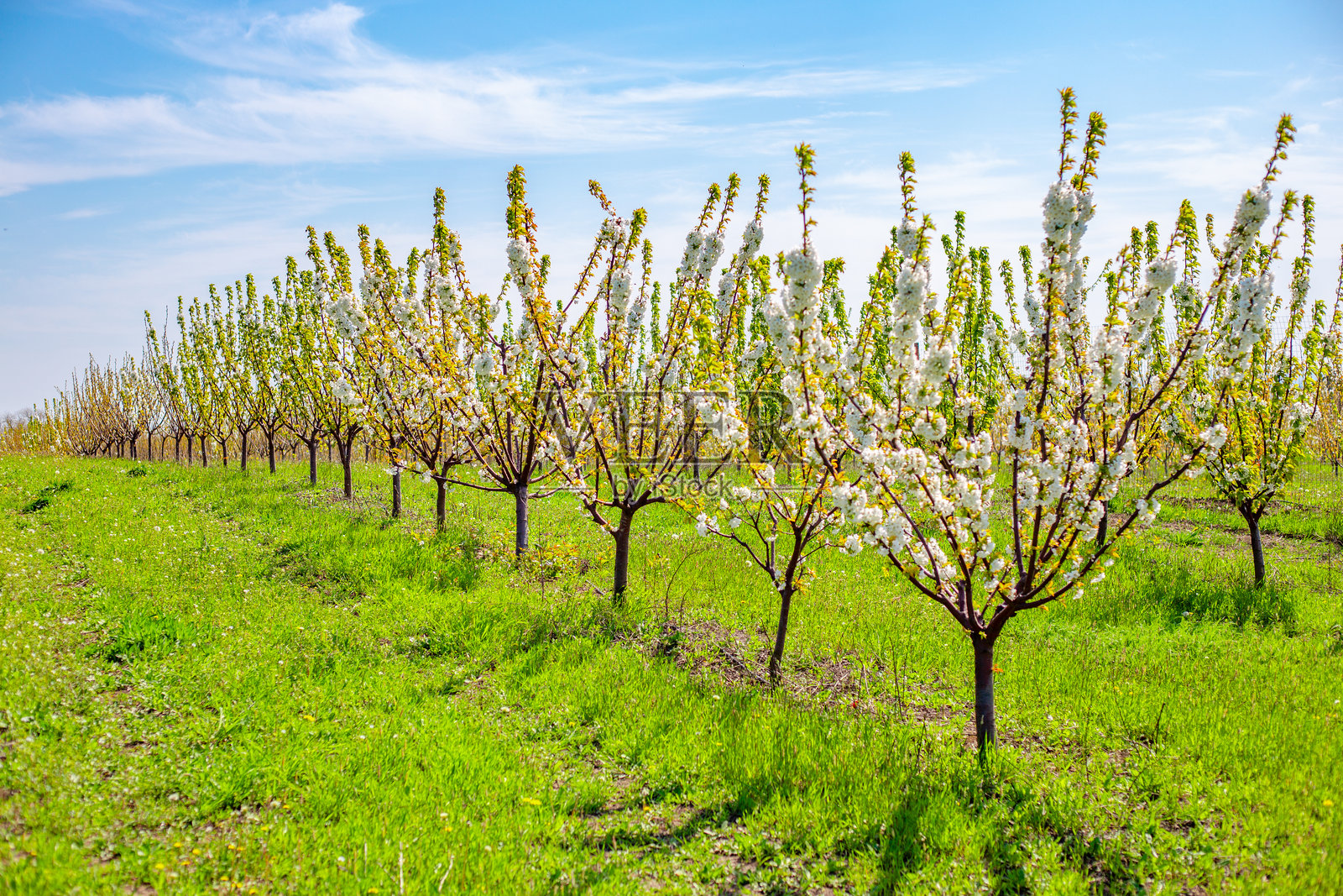 樱桃园中盛开的树木。农场上生长的樱桃照片摄影图片