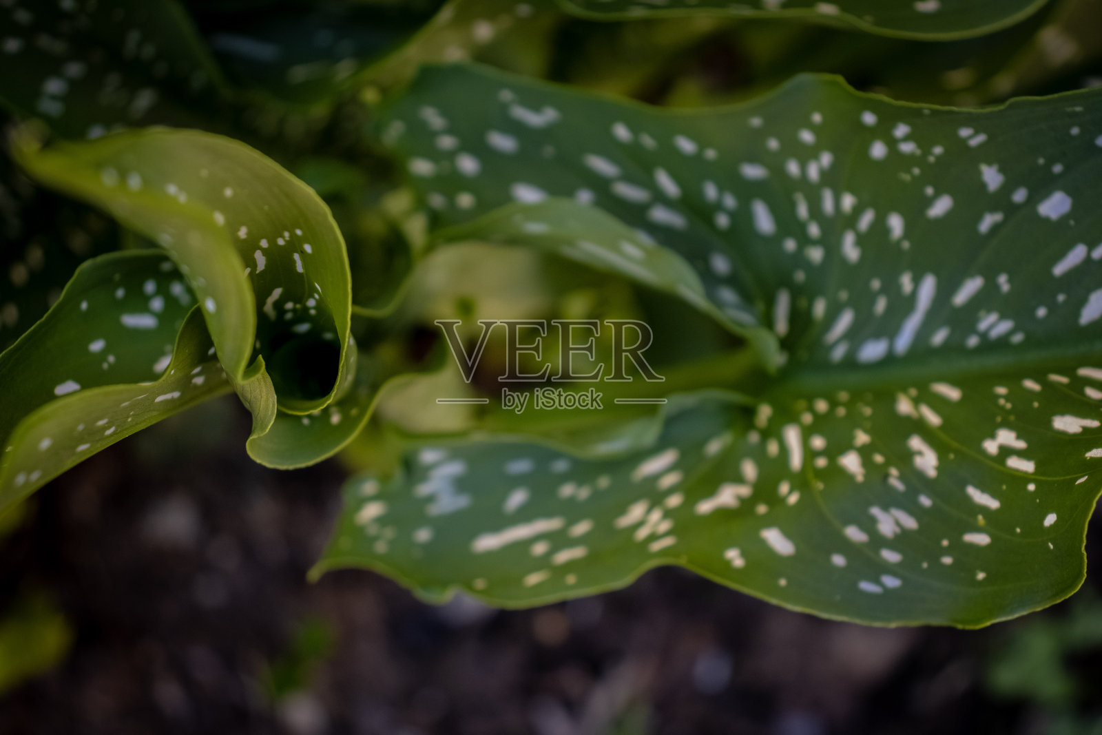 非洲鸢尾（Zantedeschia aethiopica），常被称为美人蕉或水瓶花。照片摄影图片
