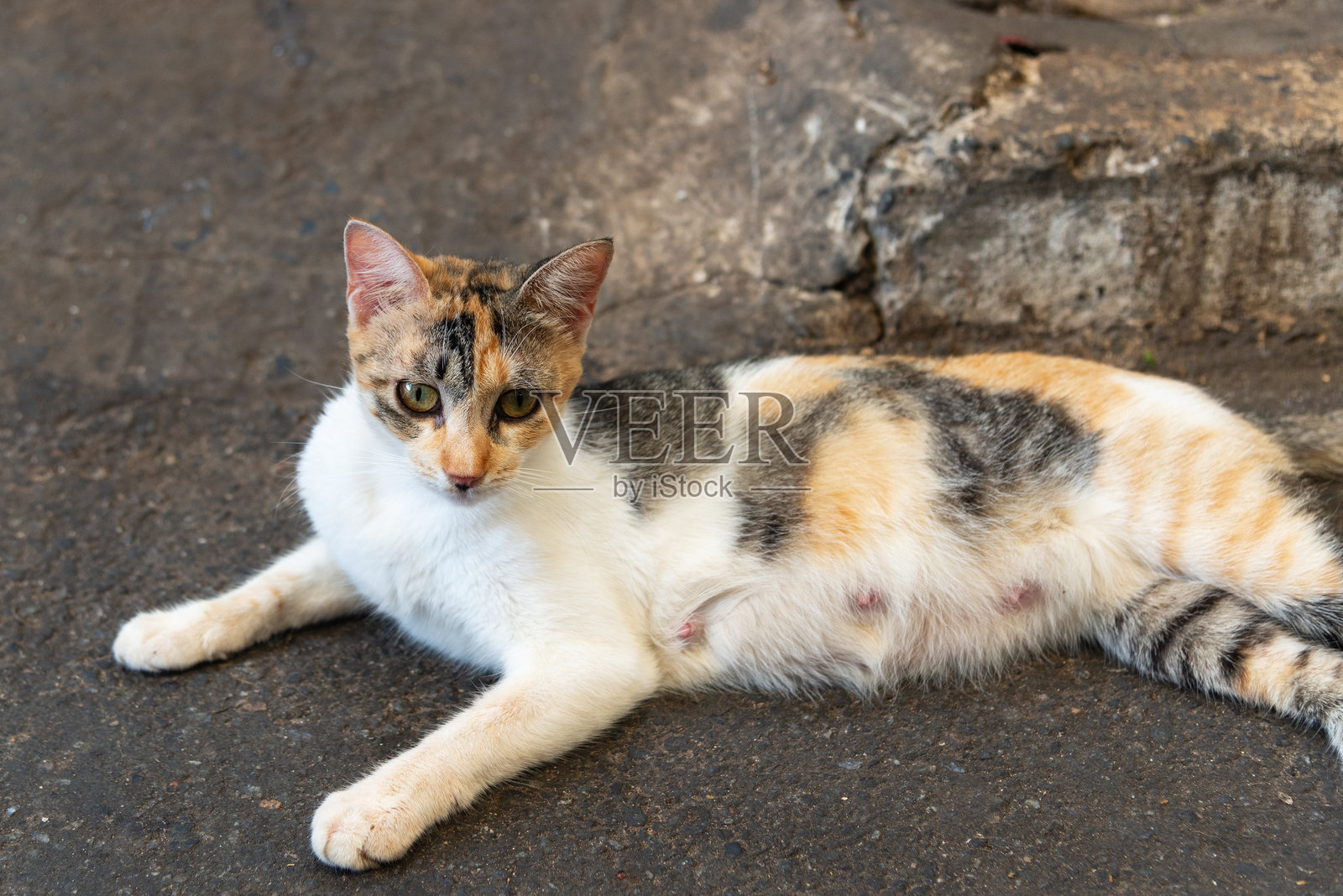 一只白色、黄色和棕色的母猫躺在街道上。照片摄影图片