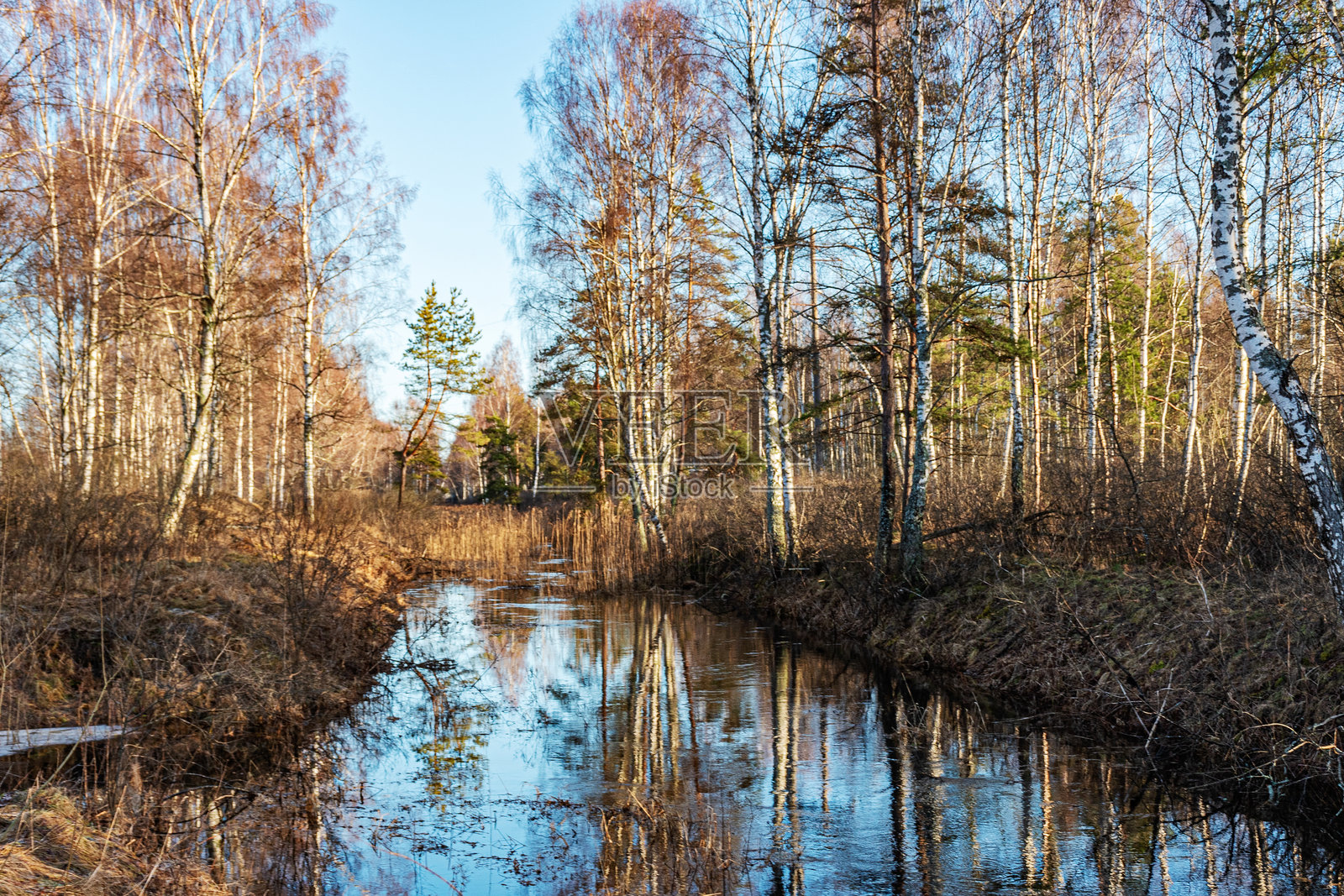 没有雪的冬季风景，沼泽沟渠，沟岸上的白桦树，倒影，塞达沼泽小径，拉脱维亚照片摄影图片