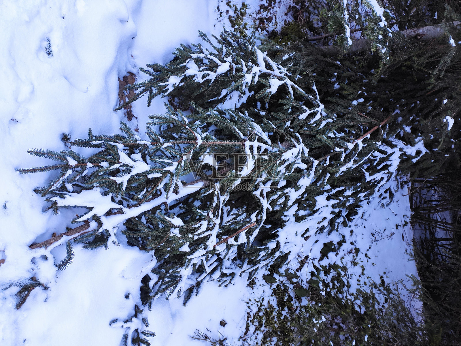 冬天的美丽色彩照片摄影图片