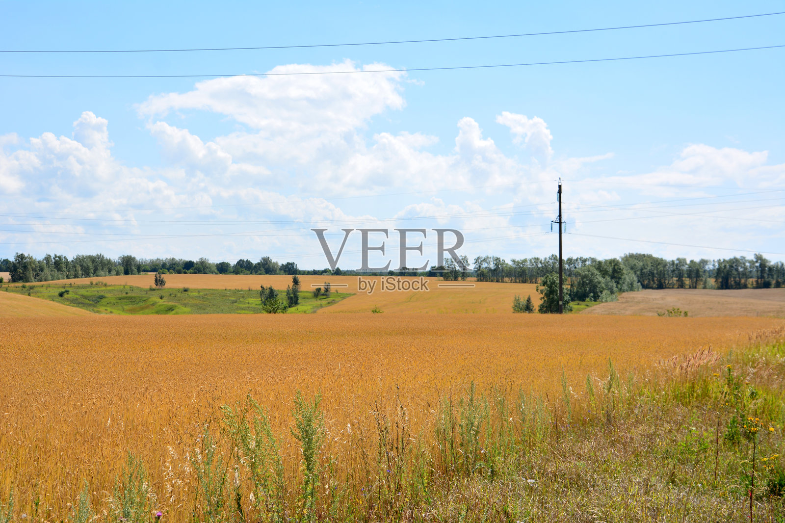 金色麦田与蓝天和电力设备照片摄影图片
