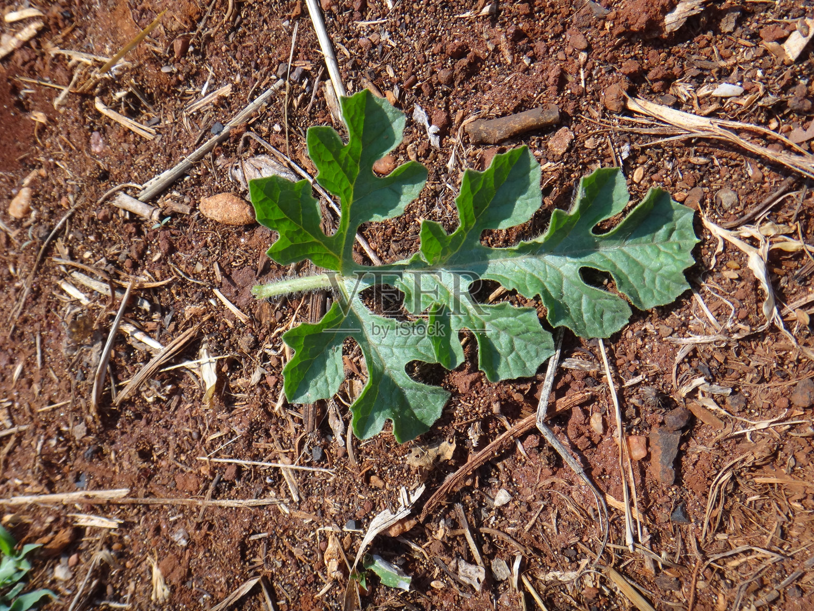 西瓜叶子上面的纹理和细节：叶子的美丽：土壤上的俯视图。上面可见的细节。西瓜叶子的上方：自然的图案和形状。孤独的叶子：顶部视角。照片摄影图片