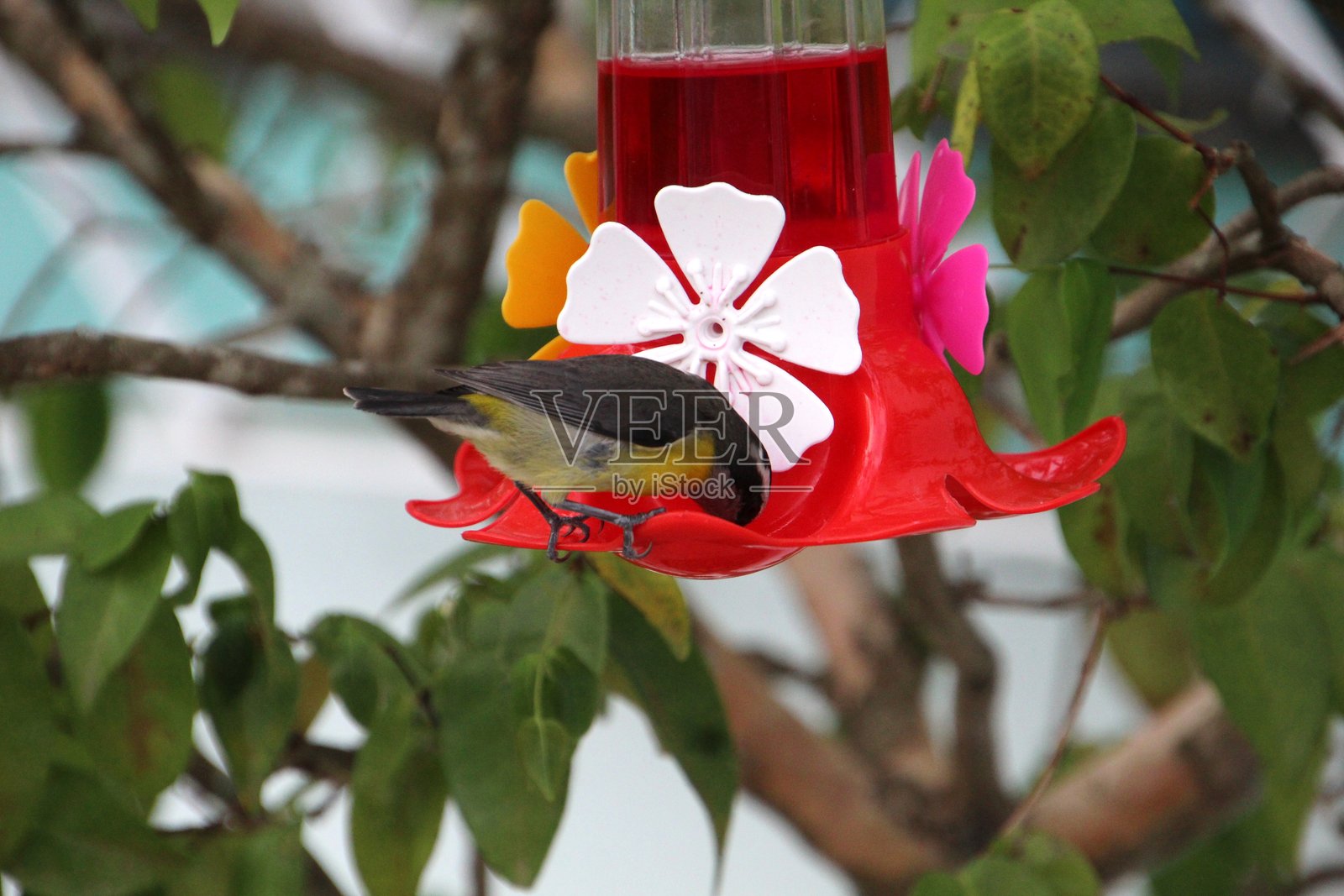 黄翅雀 - Coereba flaveola照片摄影图片
