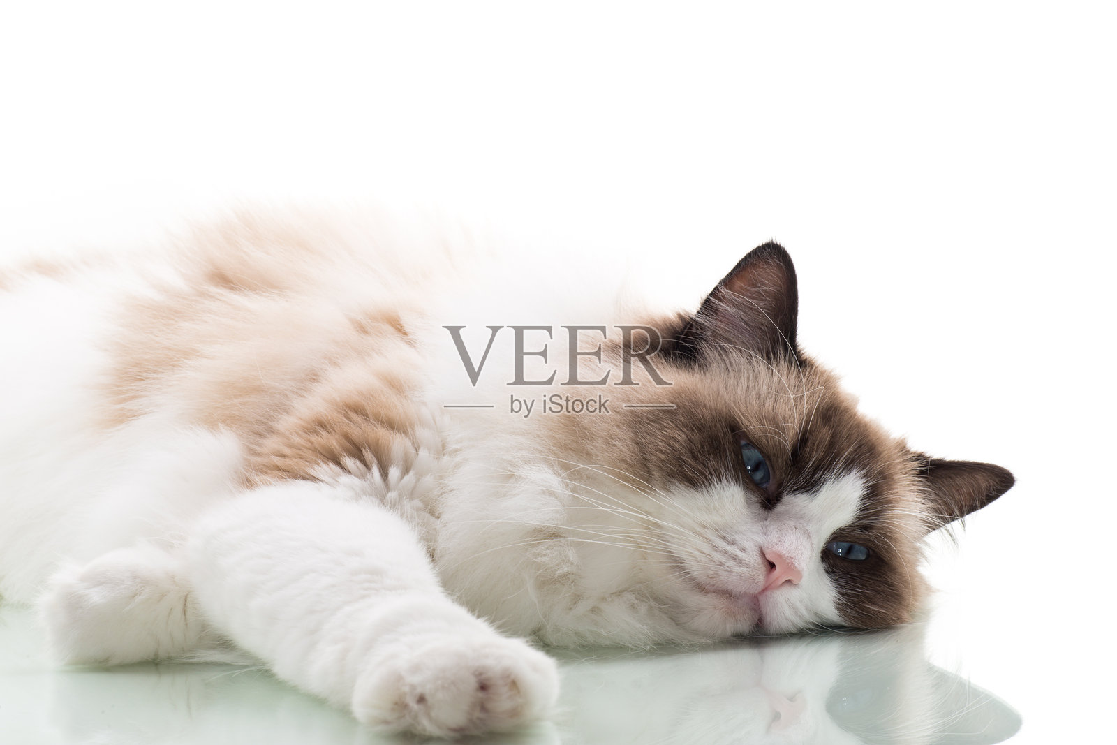 快乐美丽的布偶猫孤立在白色背景上照片摄影图片