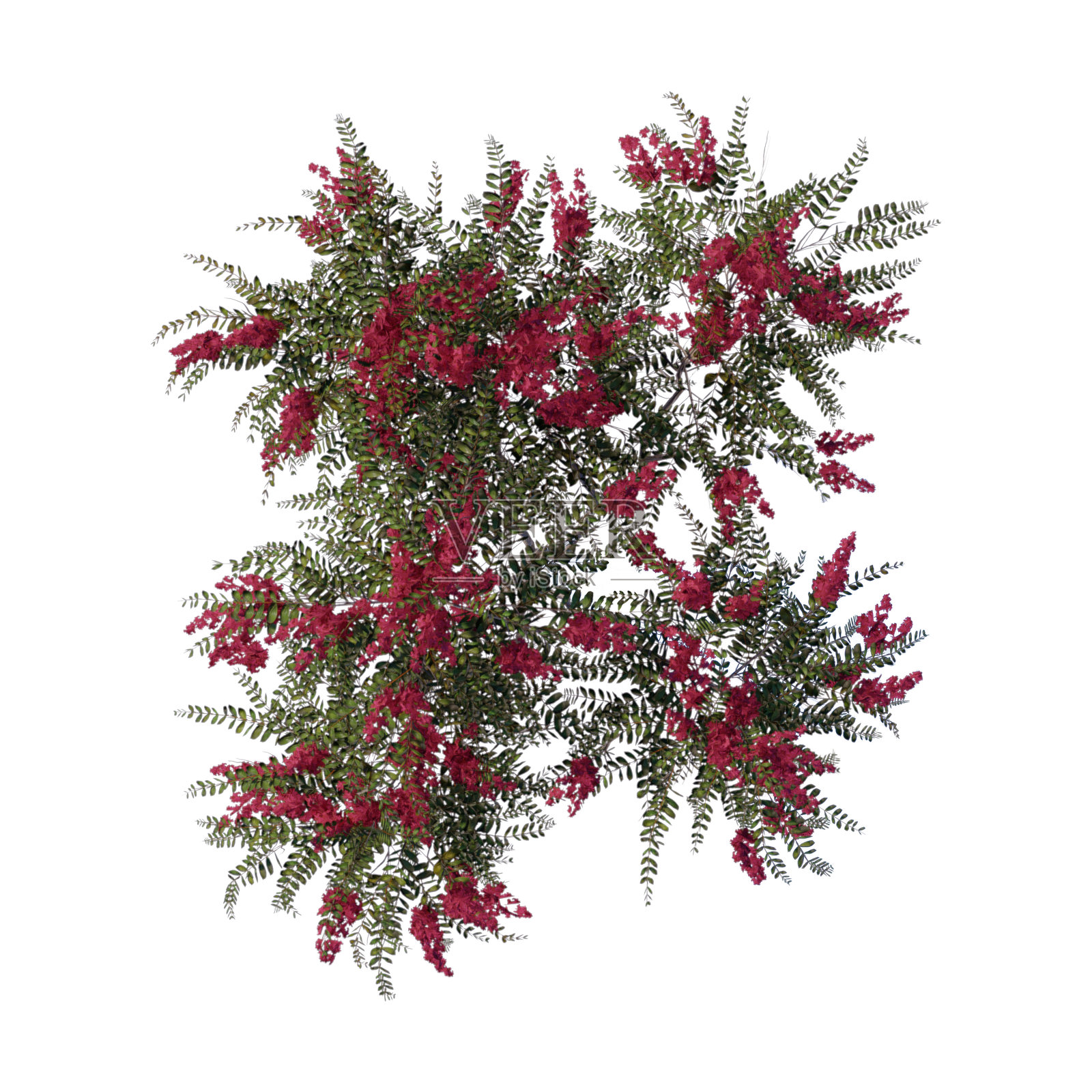 树顶视角植物景观建筑自然花园鸟瞰图。照片摄影图片